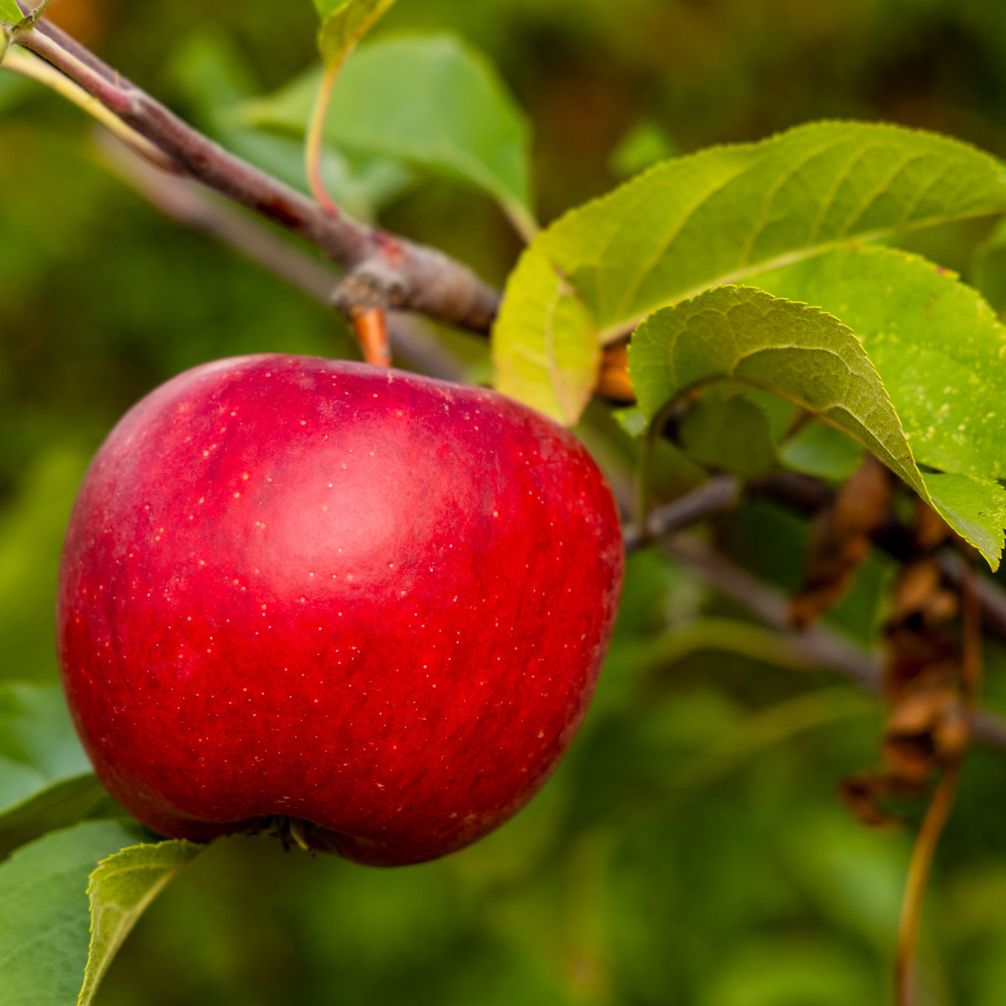 Apfel 'Topaz' - Buschbaum