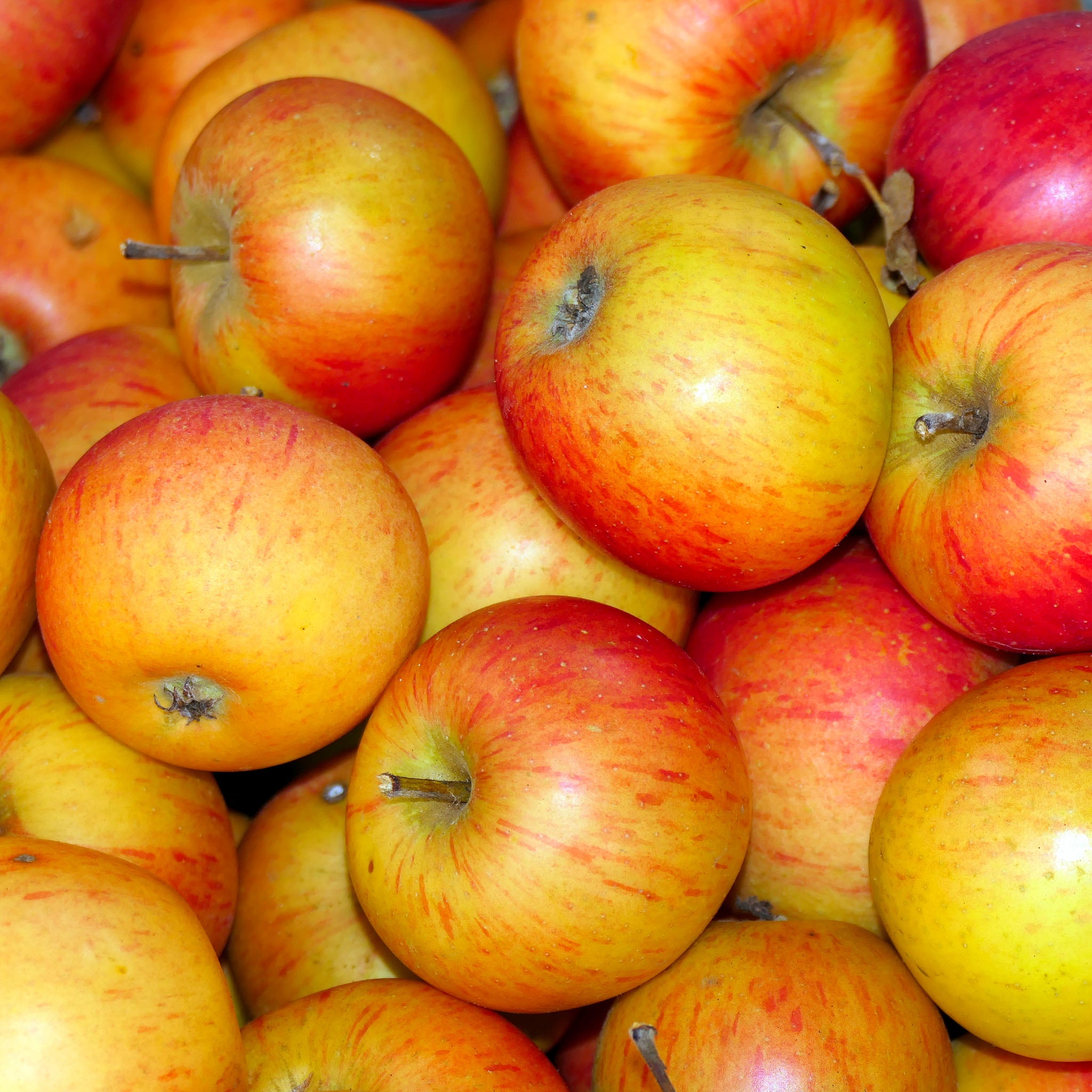 Apfel 'Topaz' - Terrassenobst