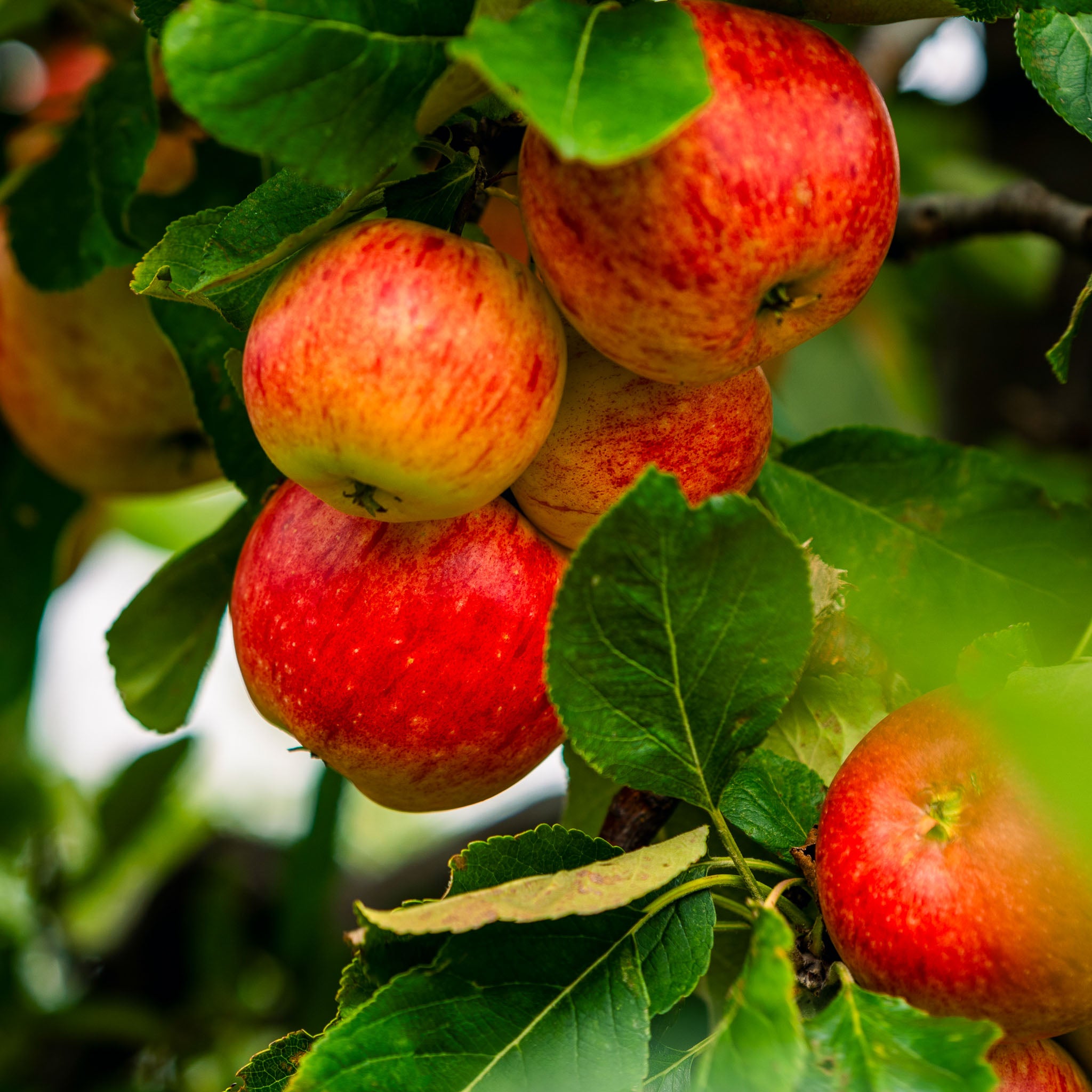 Apfel 'Topaz' - Buschbaum