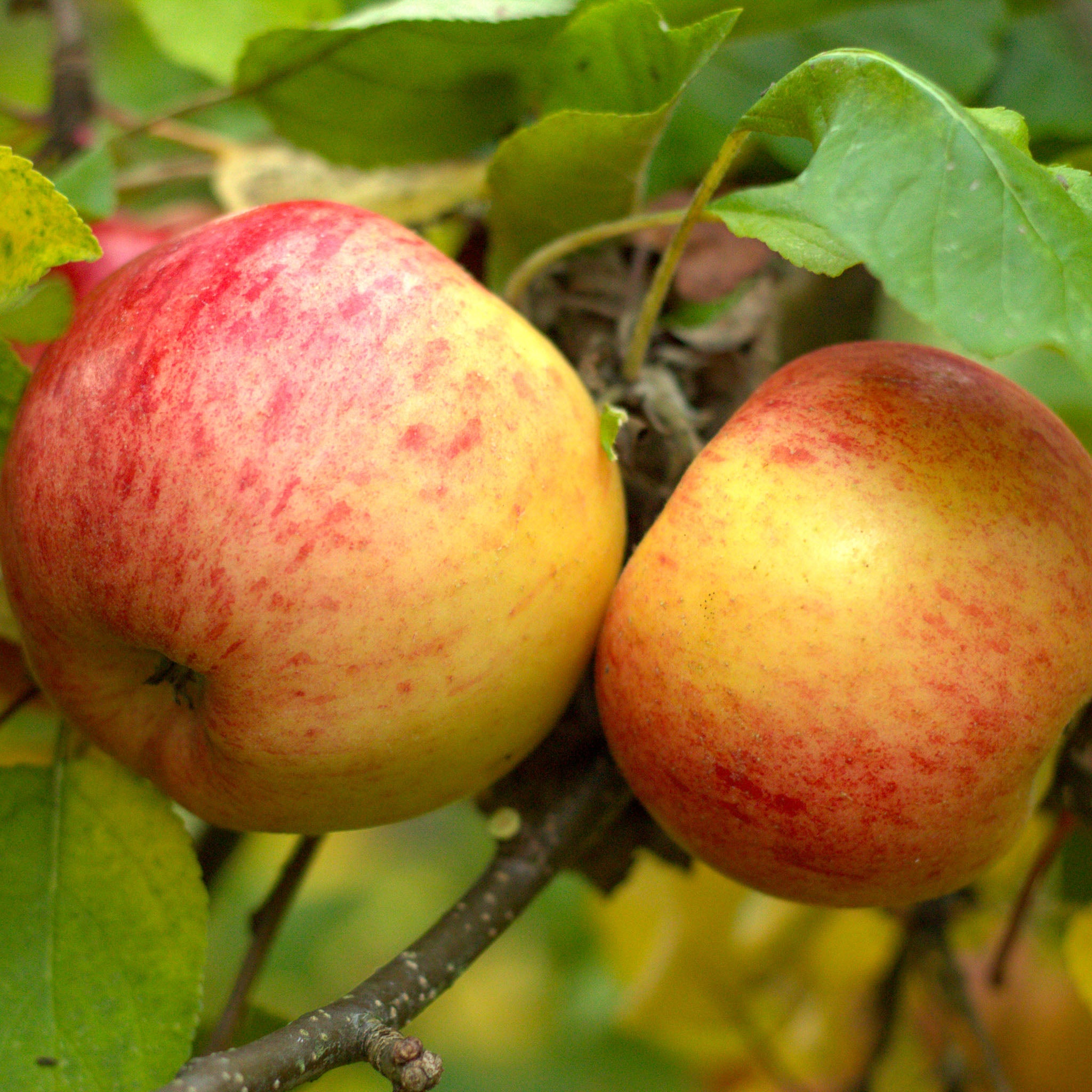 Apfel 'Topaz' - Buschbaum