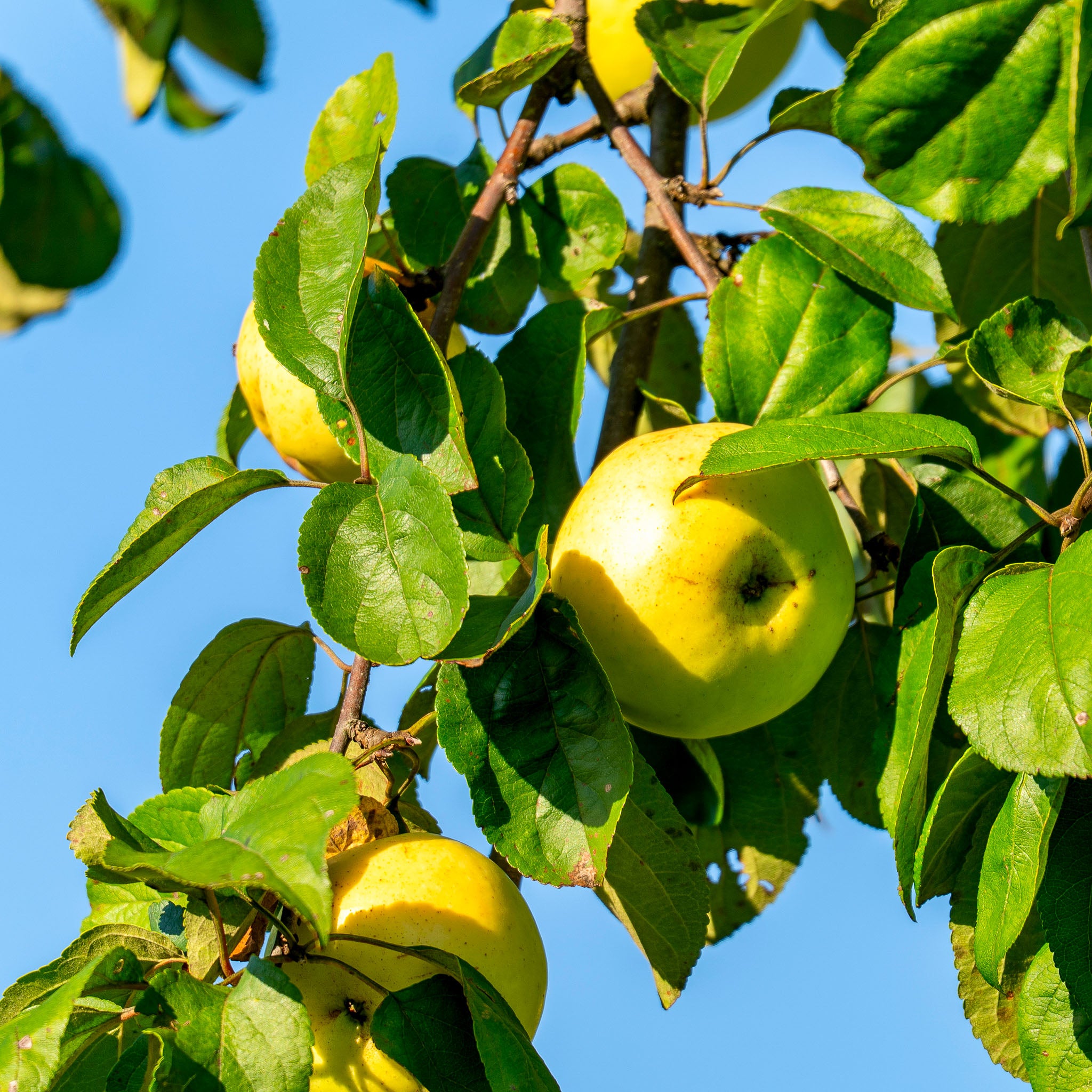 Apfel 'Weißer Klarapfel' - Halbstamm