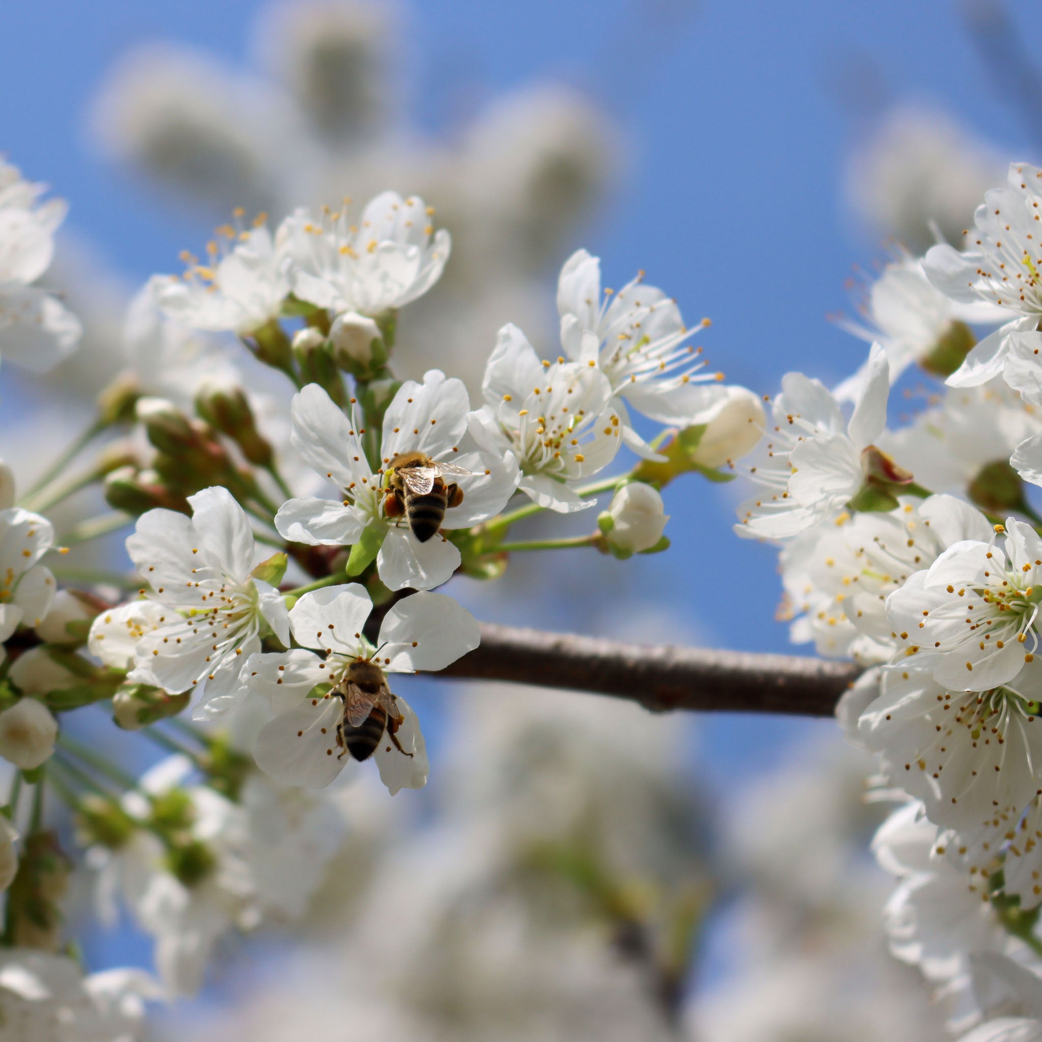 Apfel 'Weißer Klarapfel' - Buschbaum