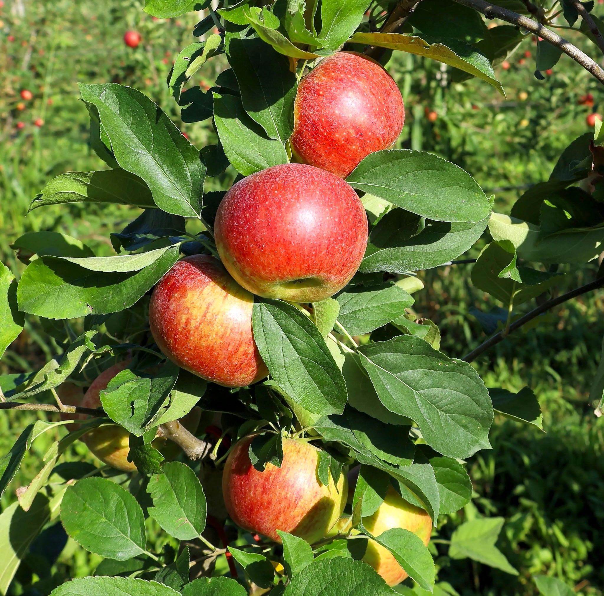 Apfel 'Wellant' - Buschbaum