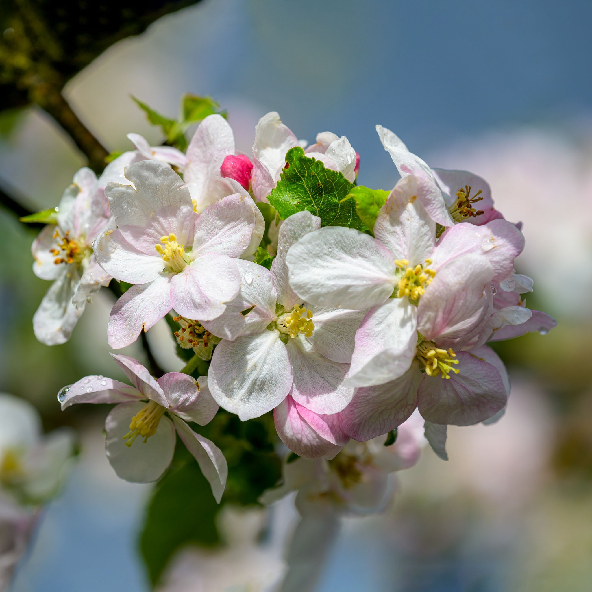 Apfel 'Wellant' - Buschbaum