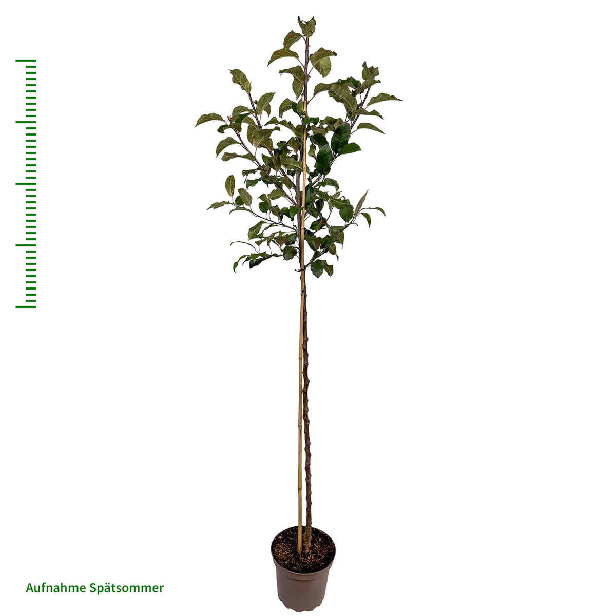 Apfel 'Elstar' - Halbstamm