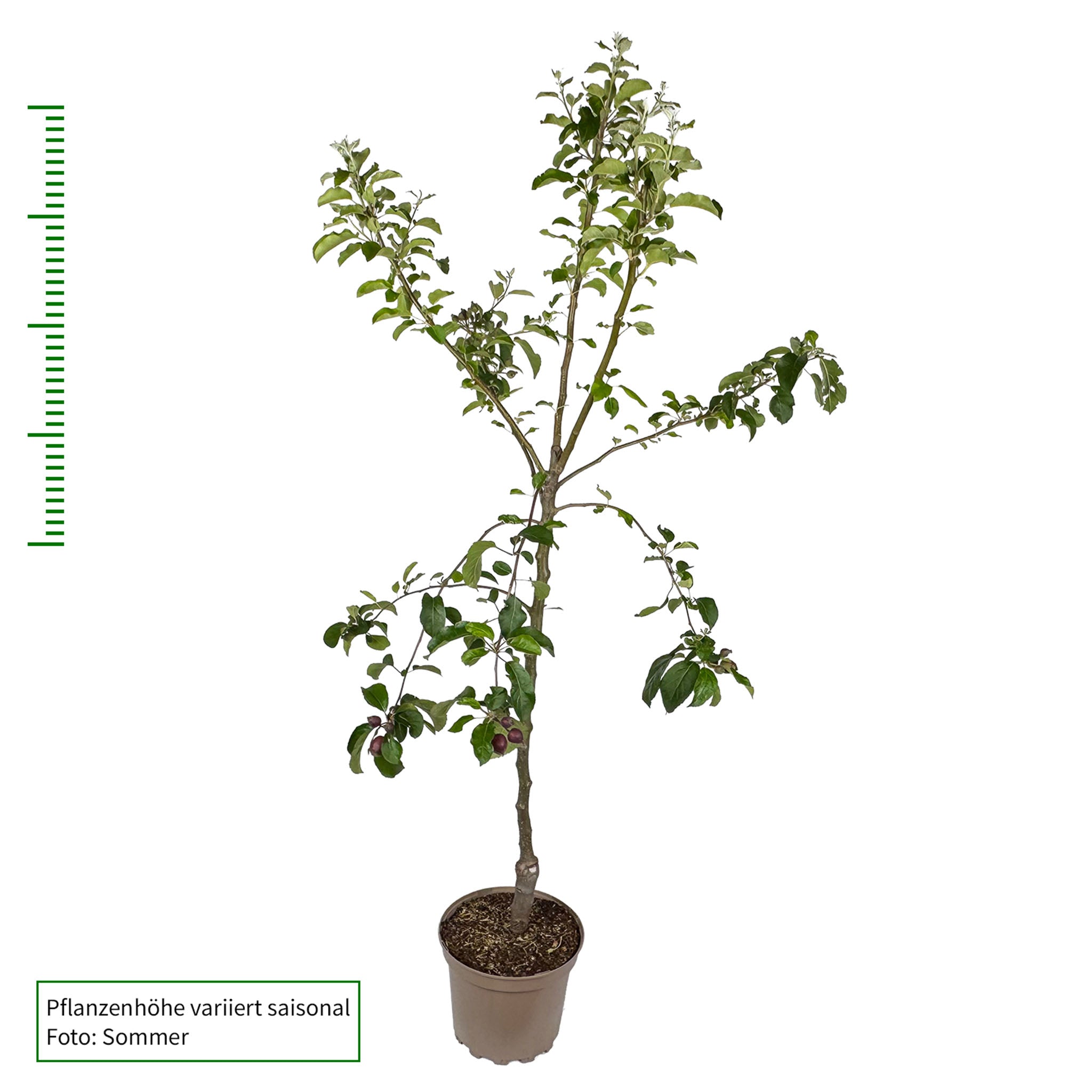 Apfel 'Santana' - Buschbaum