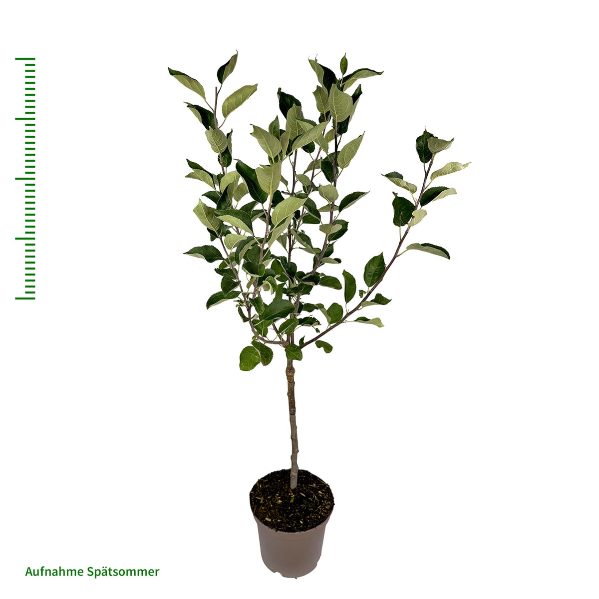 Apfel 'Weißer Klarapfel' - Terrassenobst