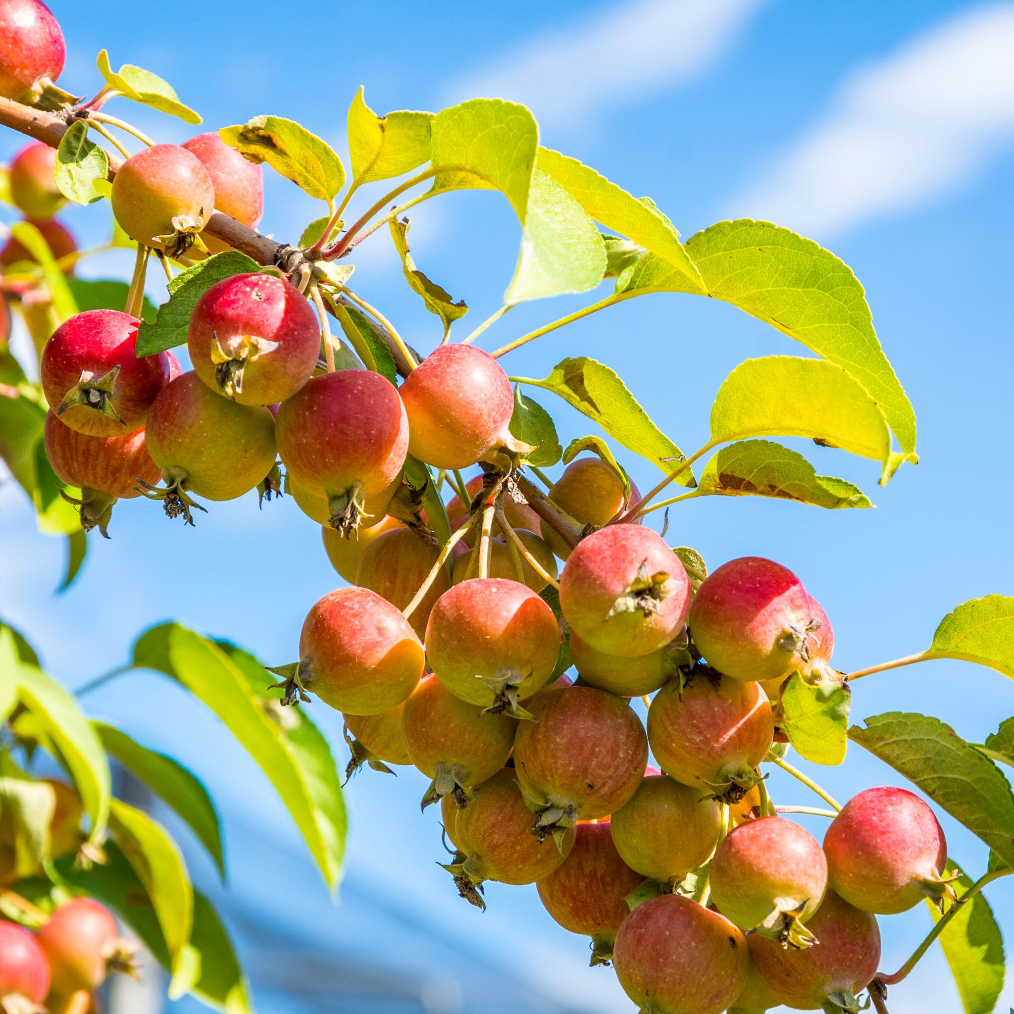 Wildapfel