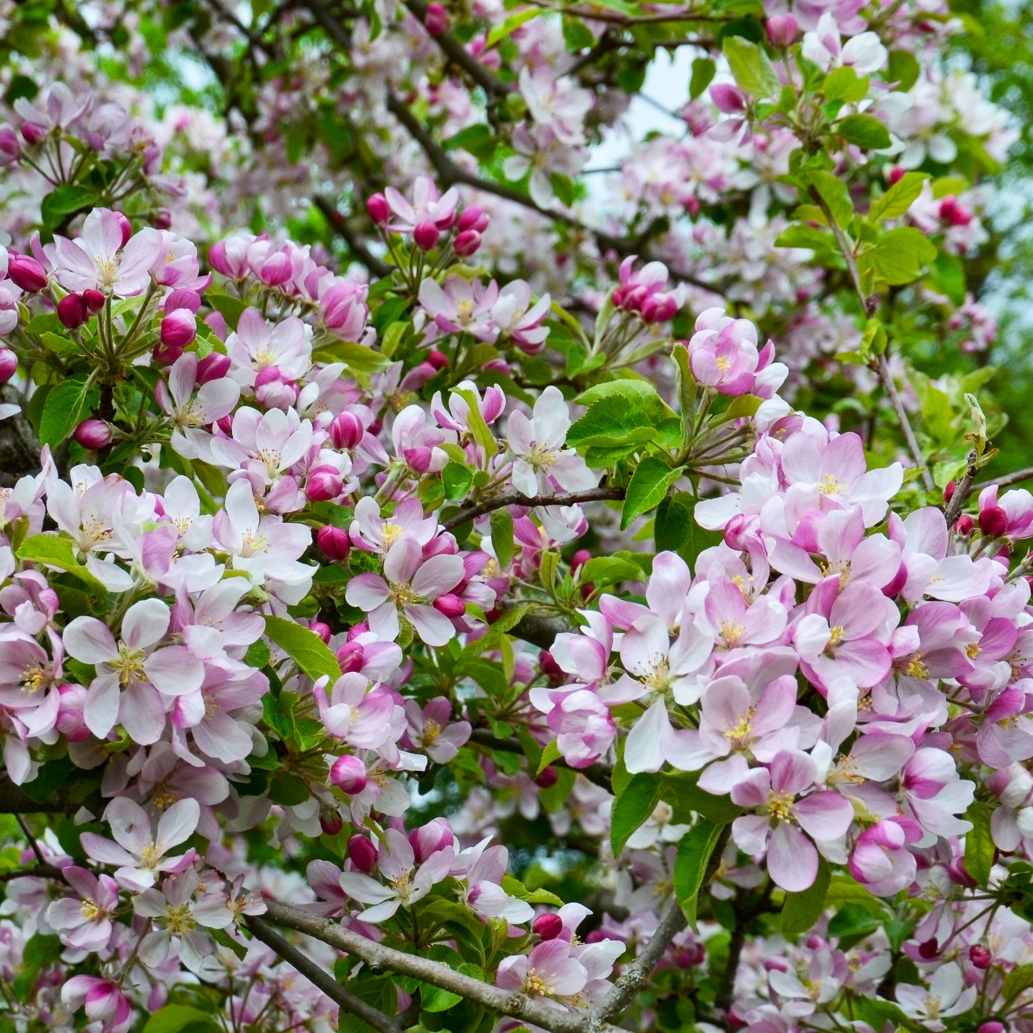 Wildapfel