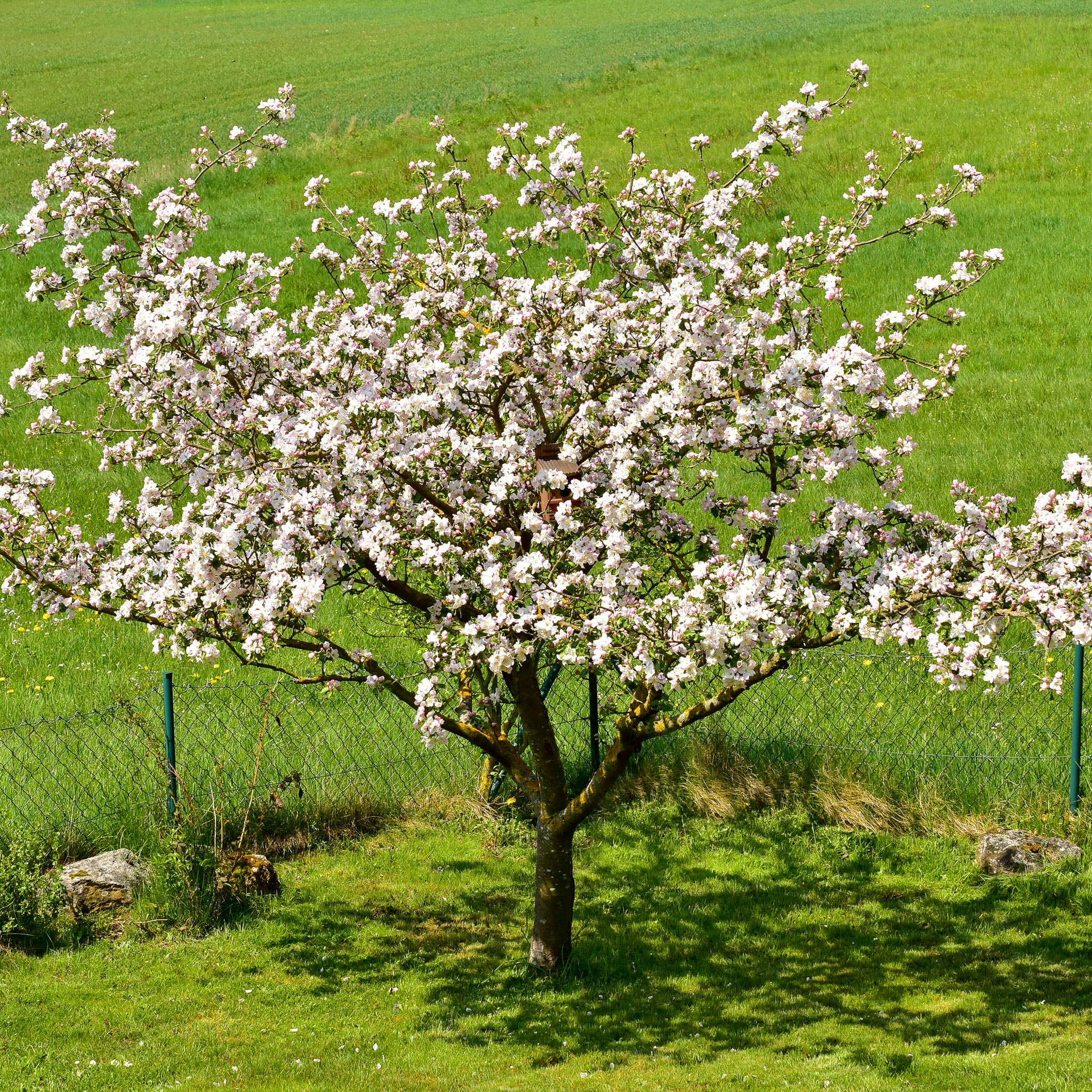 Wildapfel