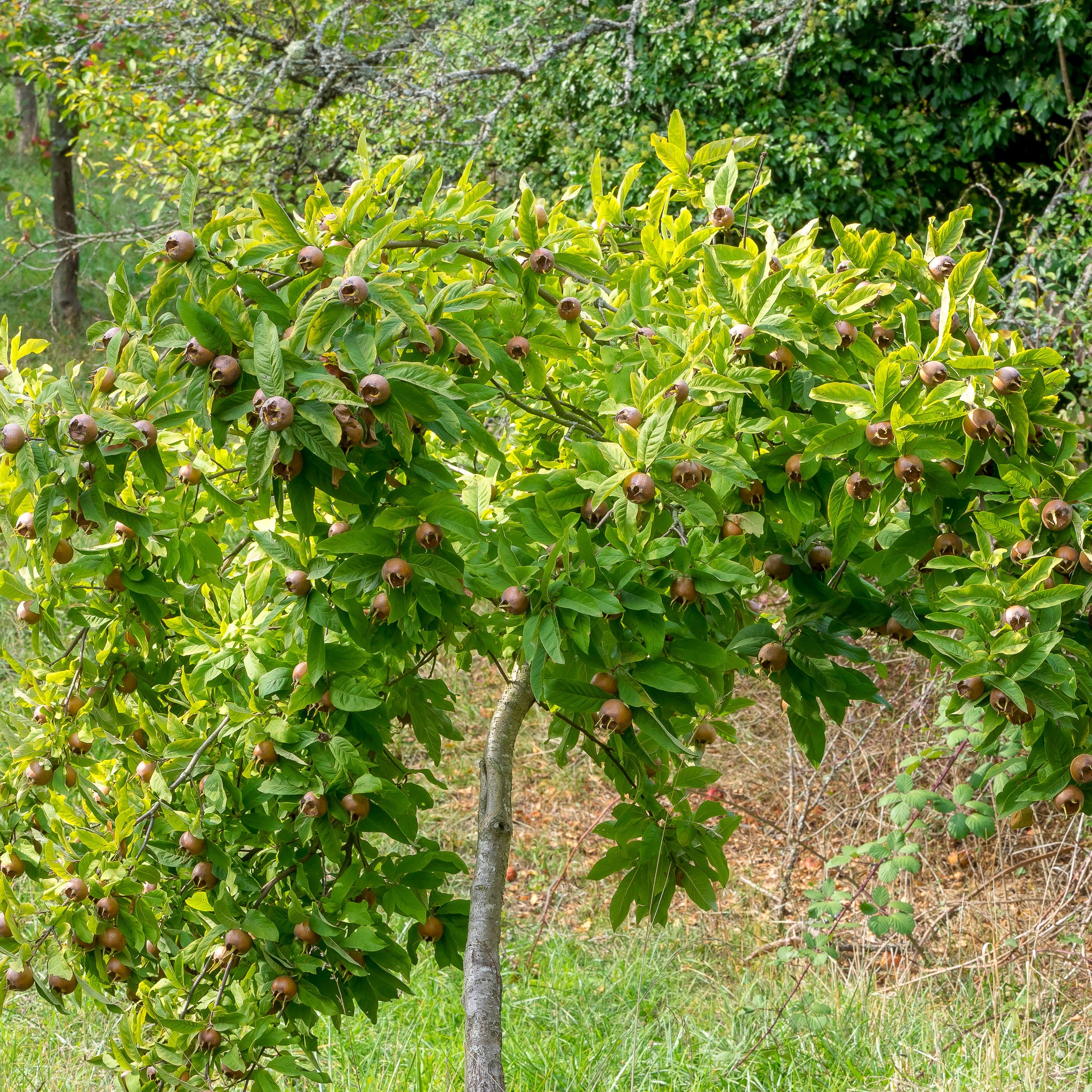 Mispel 'Wildform'