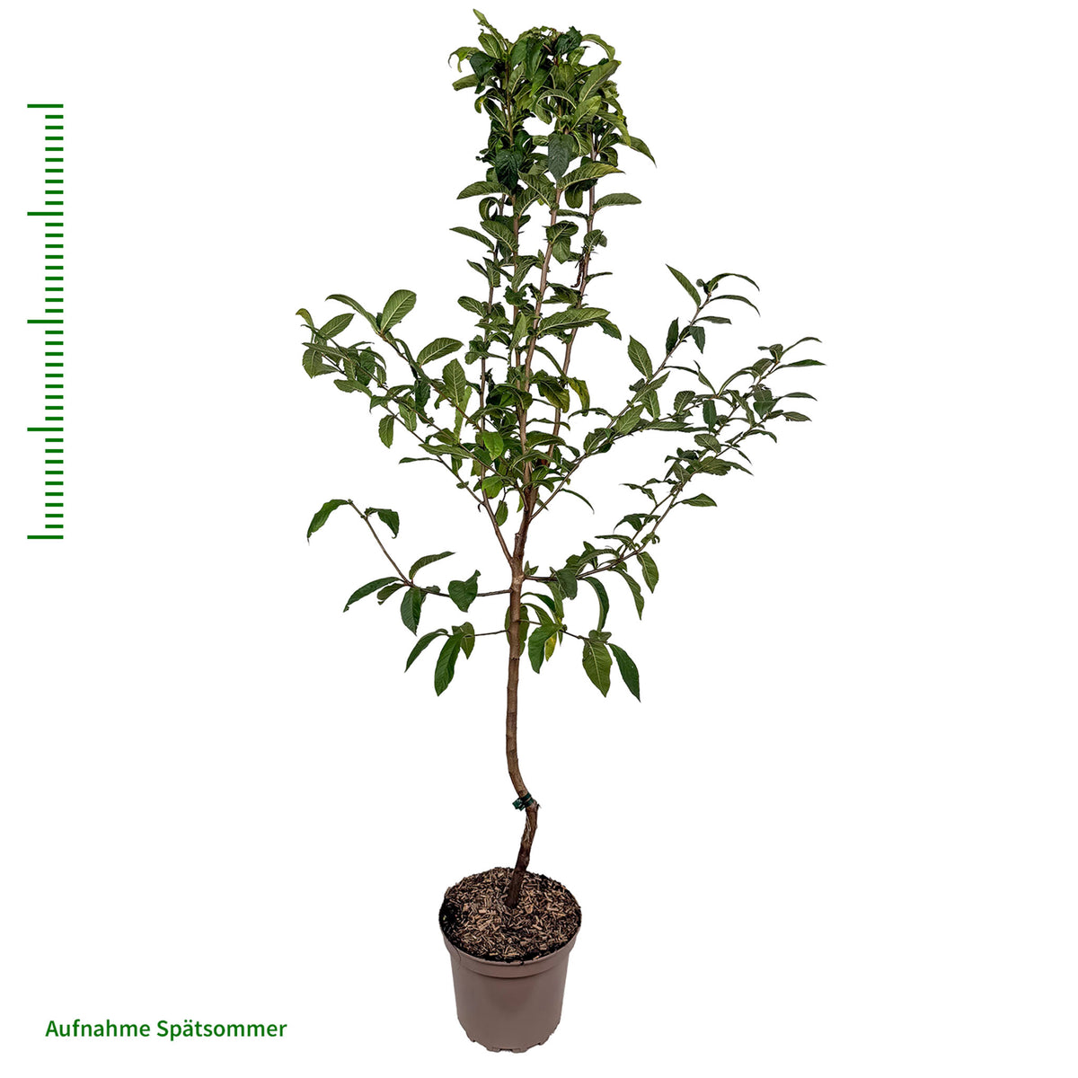 Mispel 'Westerveld' - Buschbaum