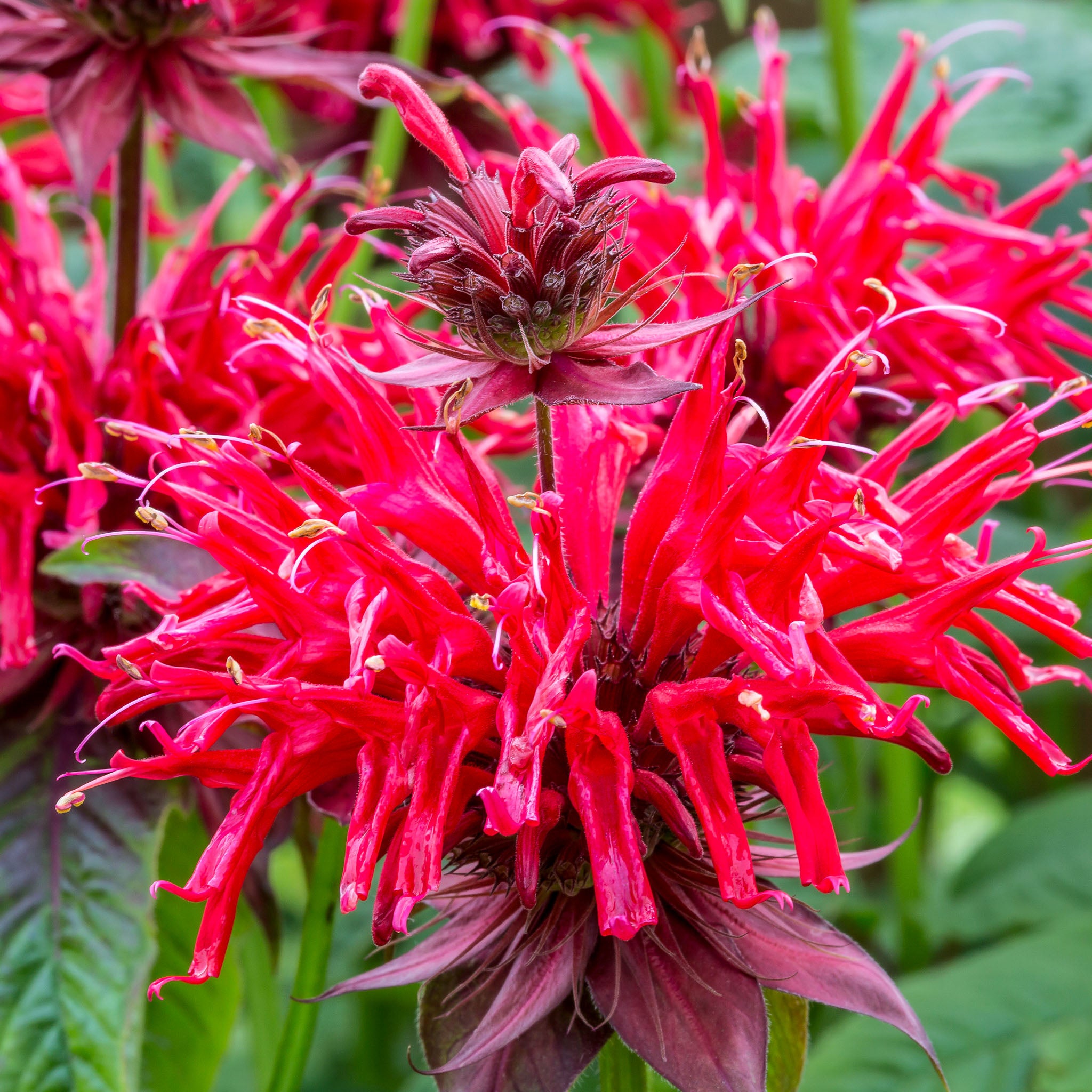Goldmelisse 'Jacob Cline'
