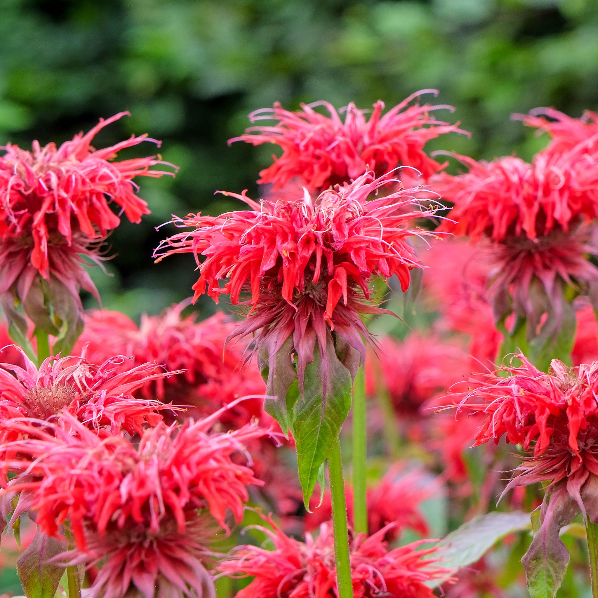 Goldmelisse 'Jacob Cline'
