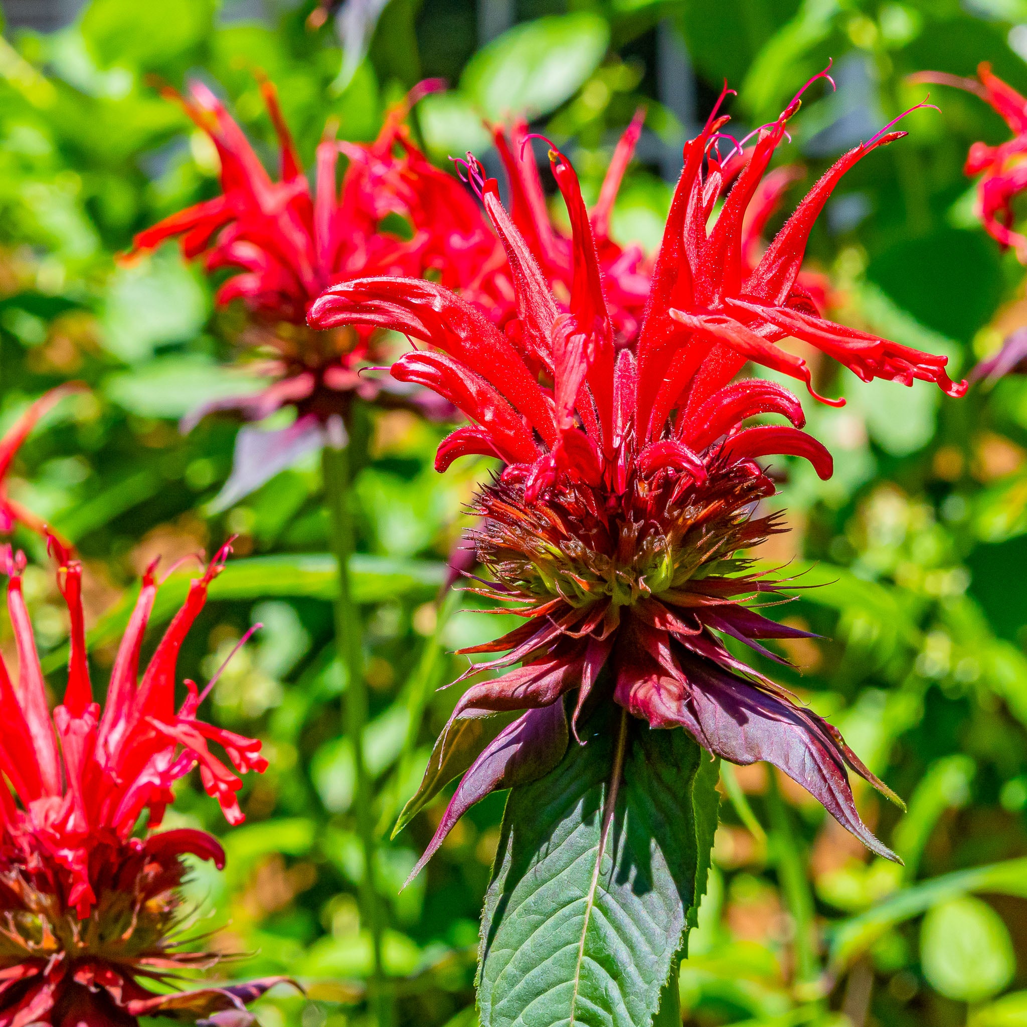 Goldmelisse 'Jacob Cline'