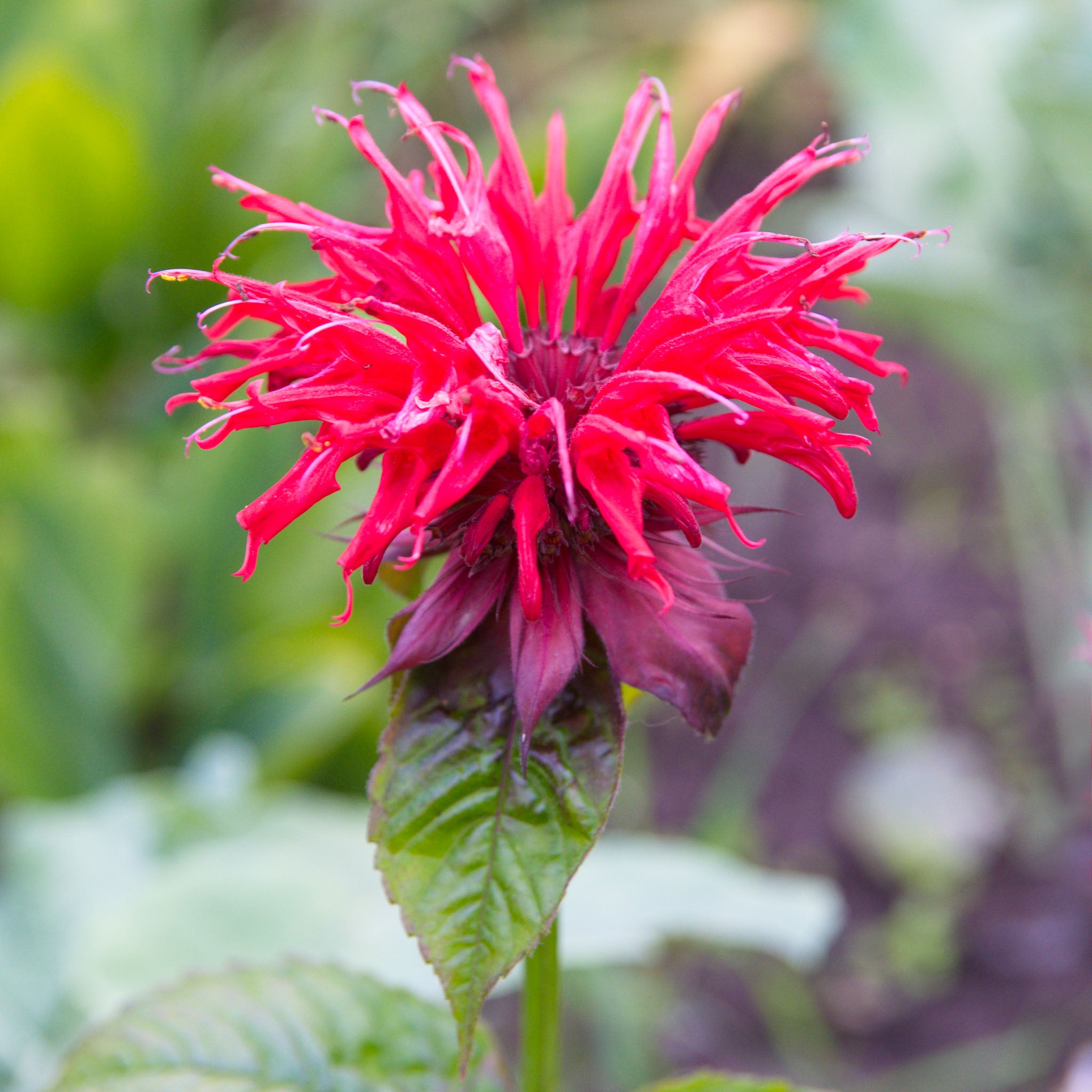 Goldmelisse 'Jacob Cline'