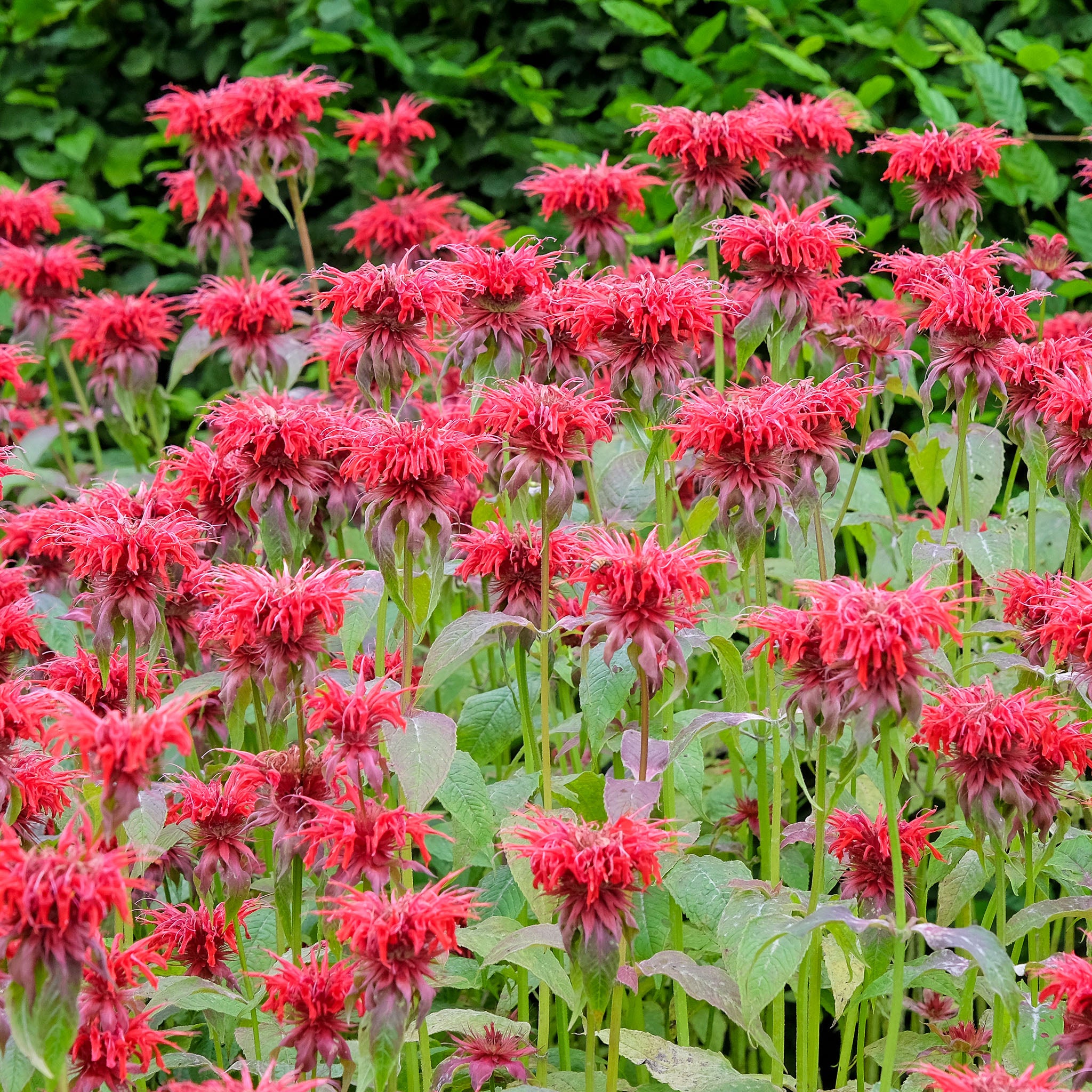 Goldmelisse 'Jacob Cline'