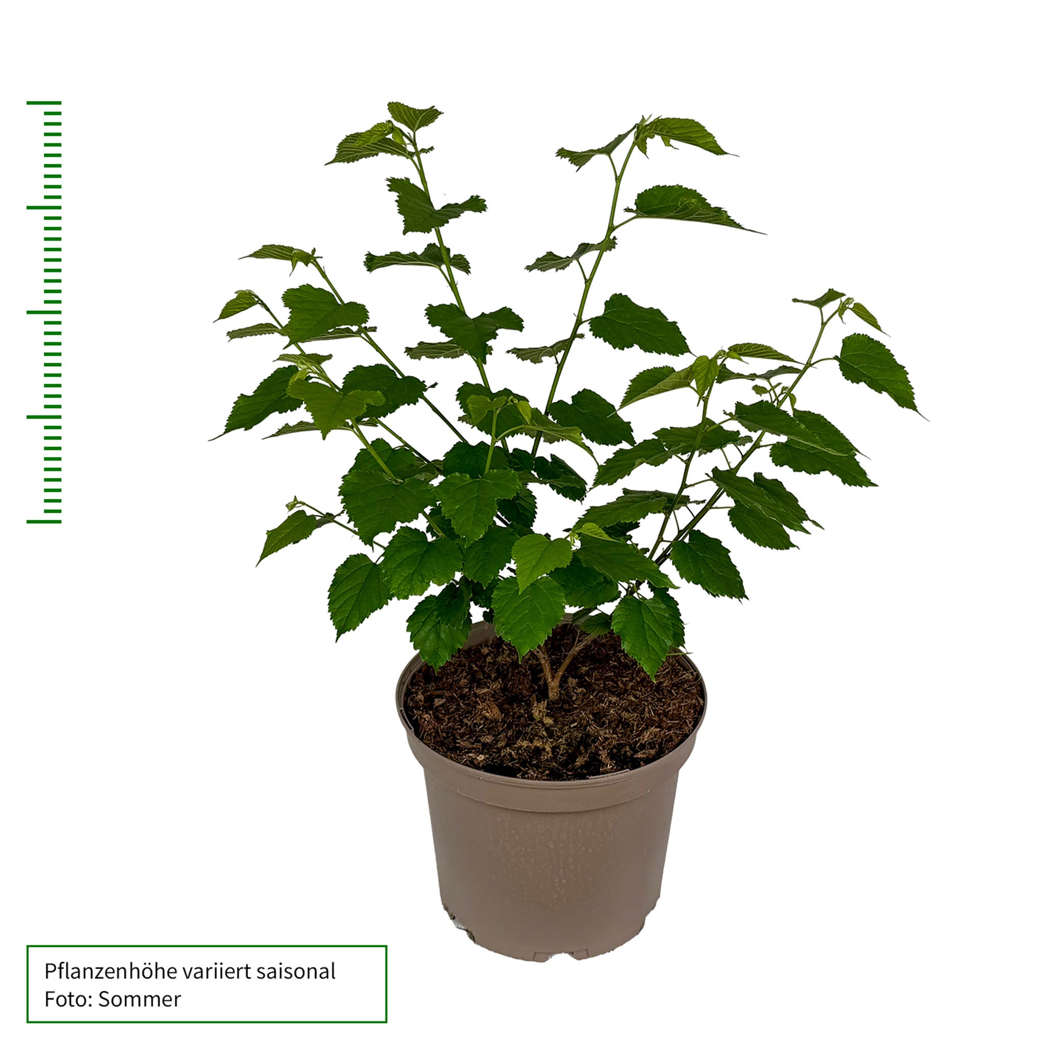 Zwerg-Maulbeere 'Geraldi Dwarf'