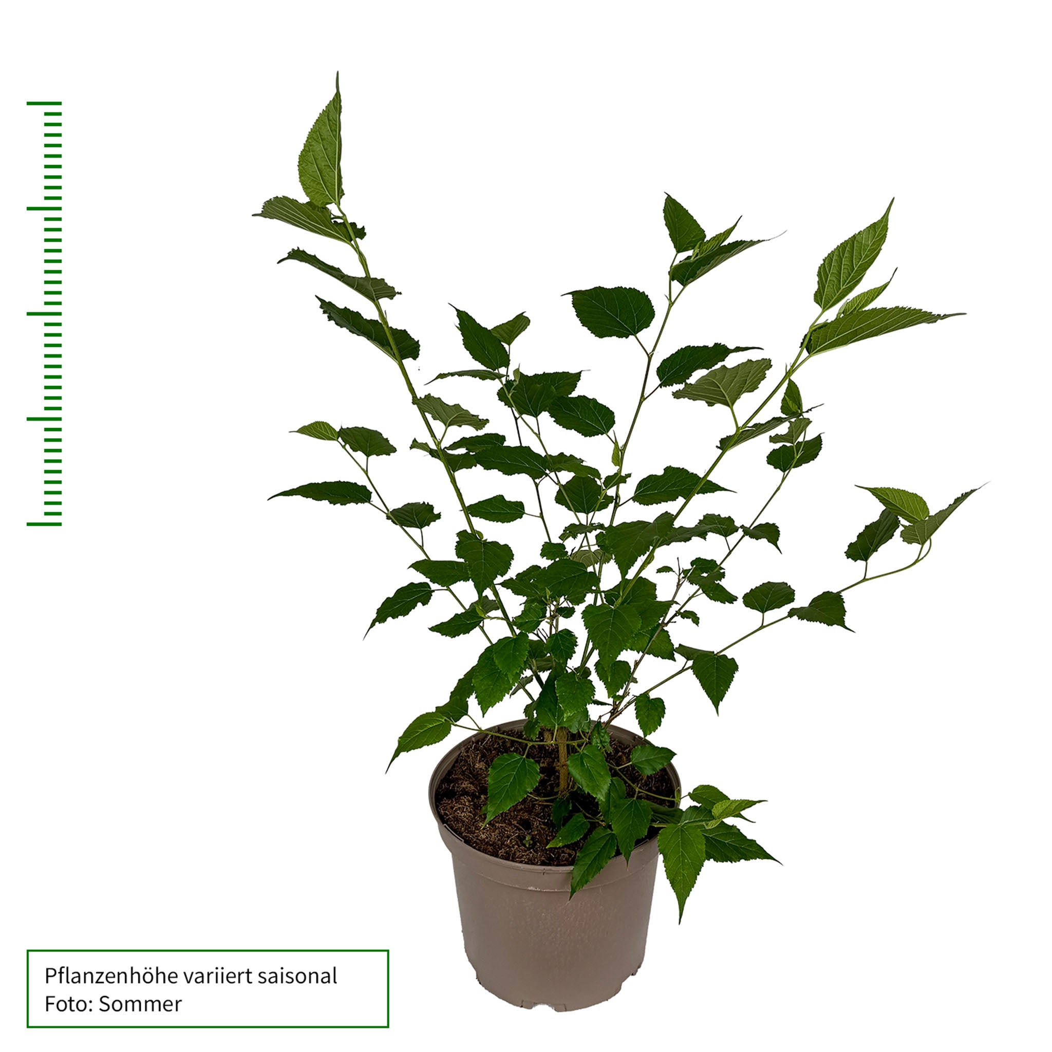 Zwerg-Maulbeere 'Mojoberry'