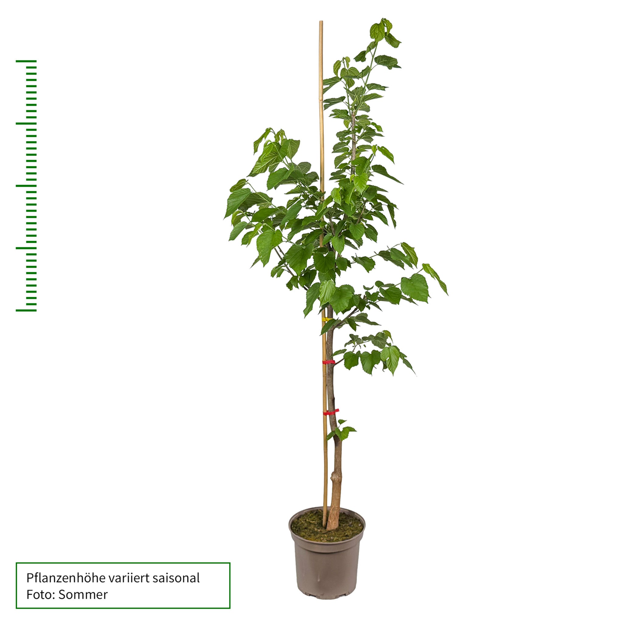Edel Maulbeere Wellington XXL Solitärbaum