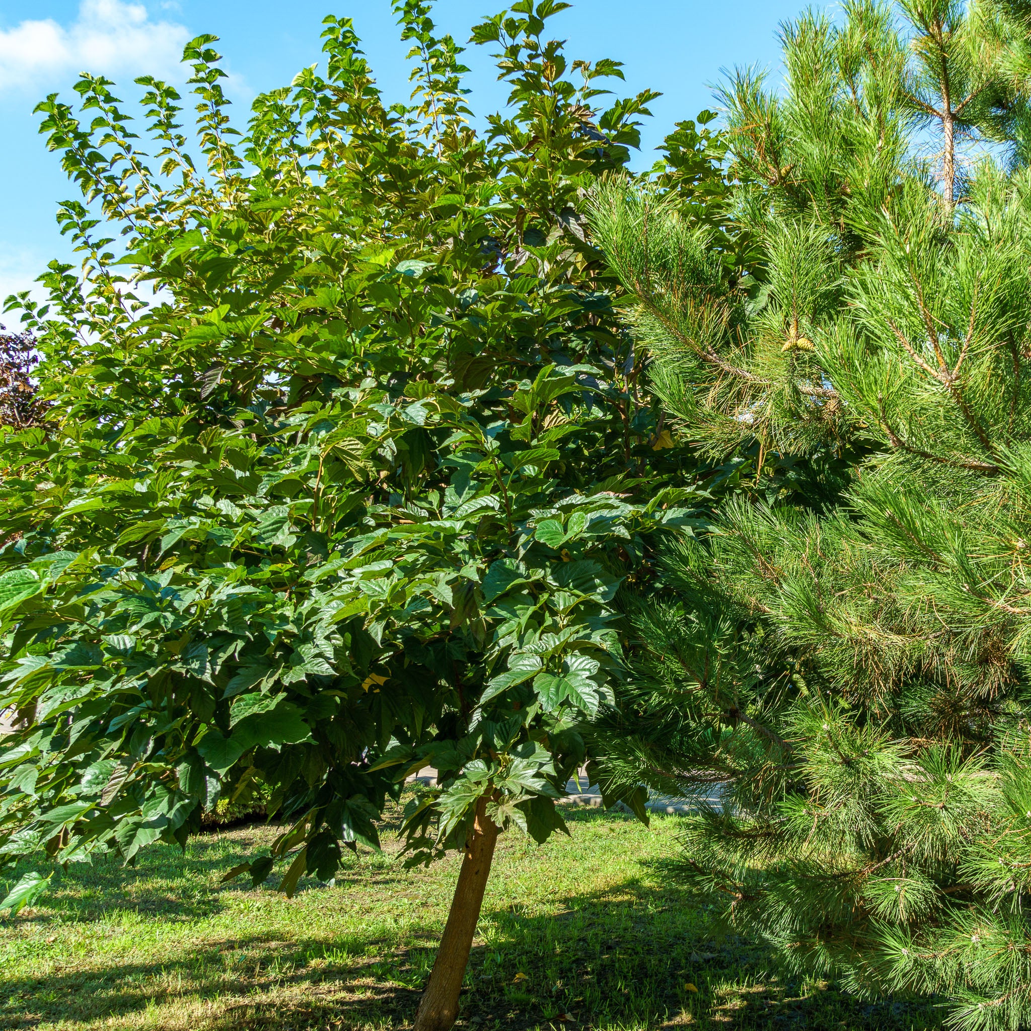 Weiße Maulbeere 'Wildform'