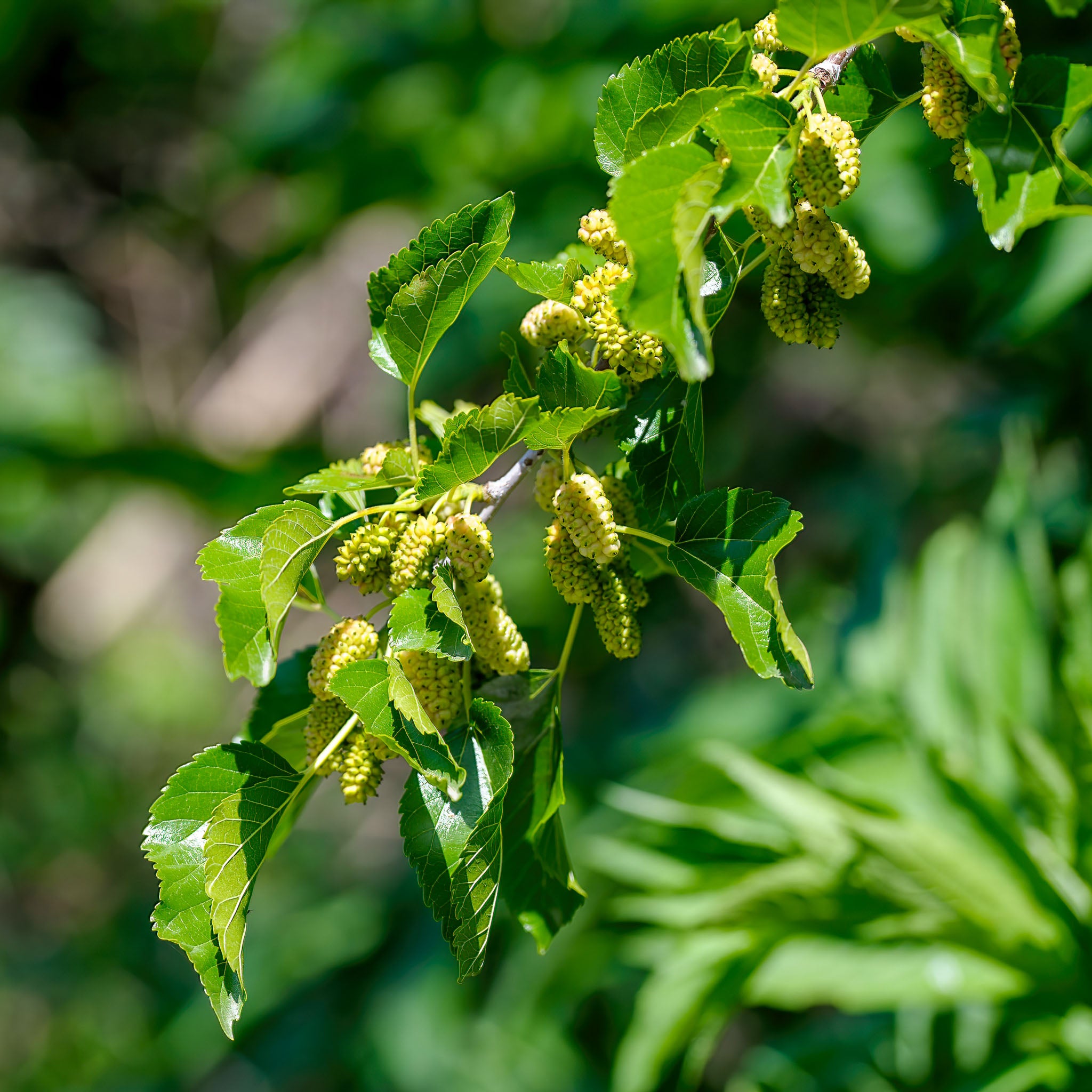 Weiße Maulbeere 'Wildform'