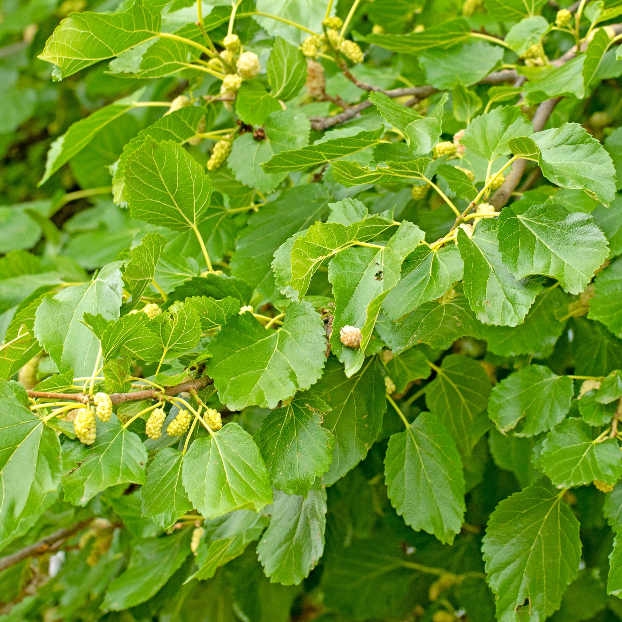 Weiße Maulbeere 'Wildform'