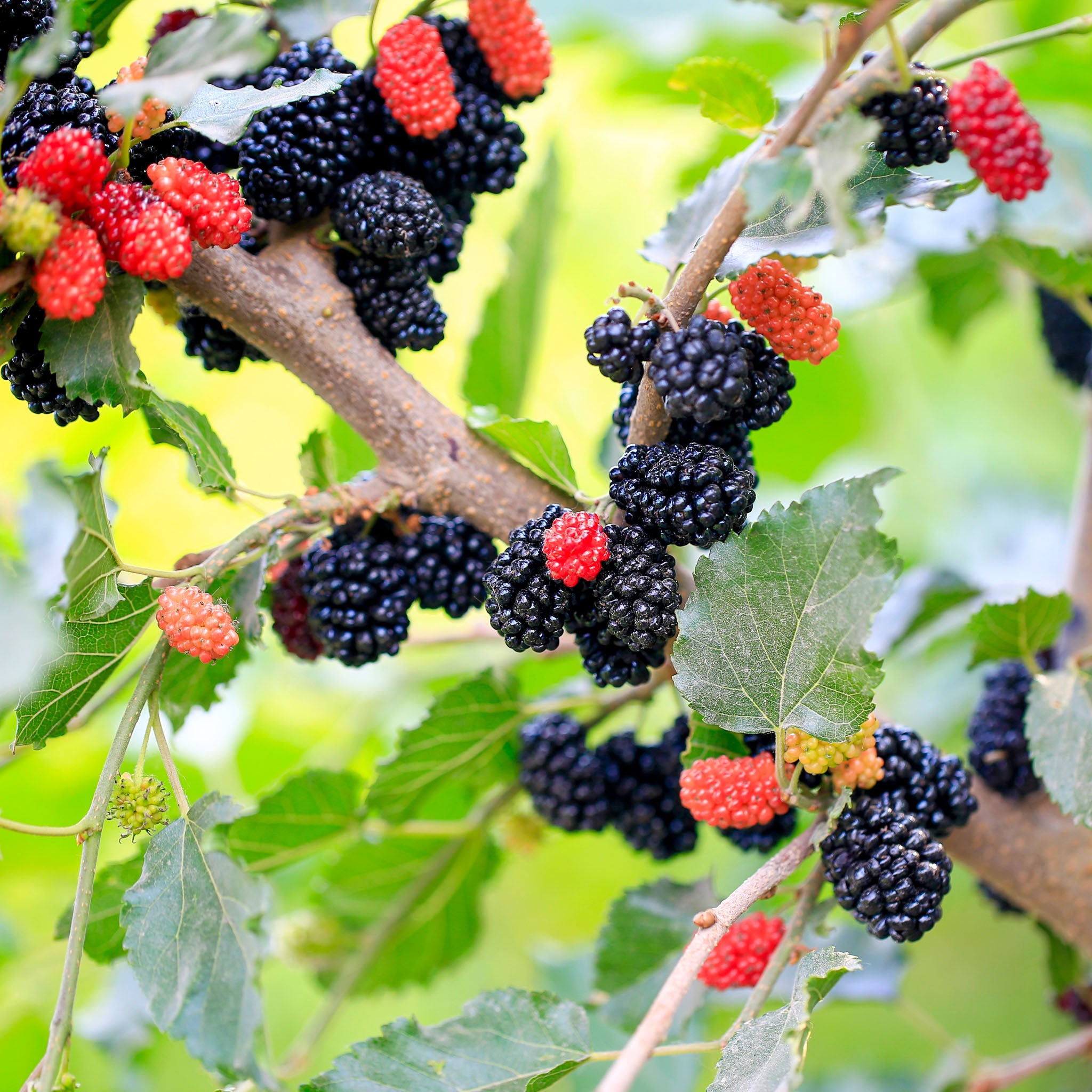 Zwerg-Maulbeere 'Mojoberry'
