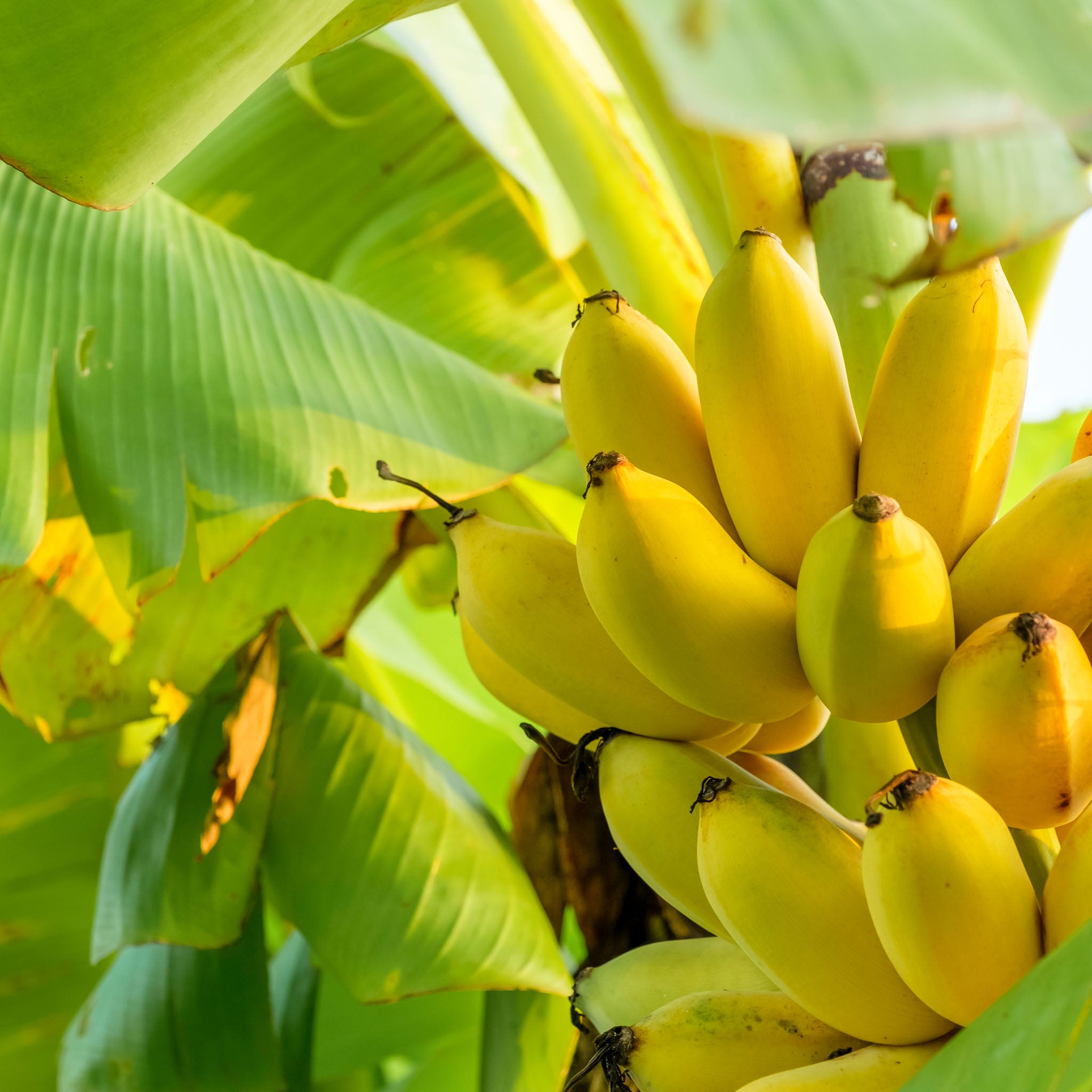 Winterharte Banane