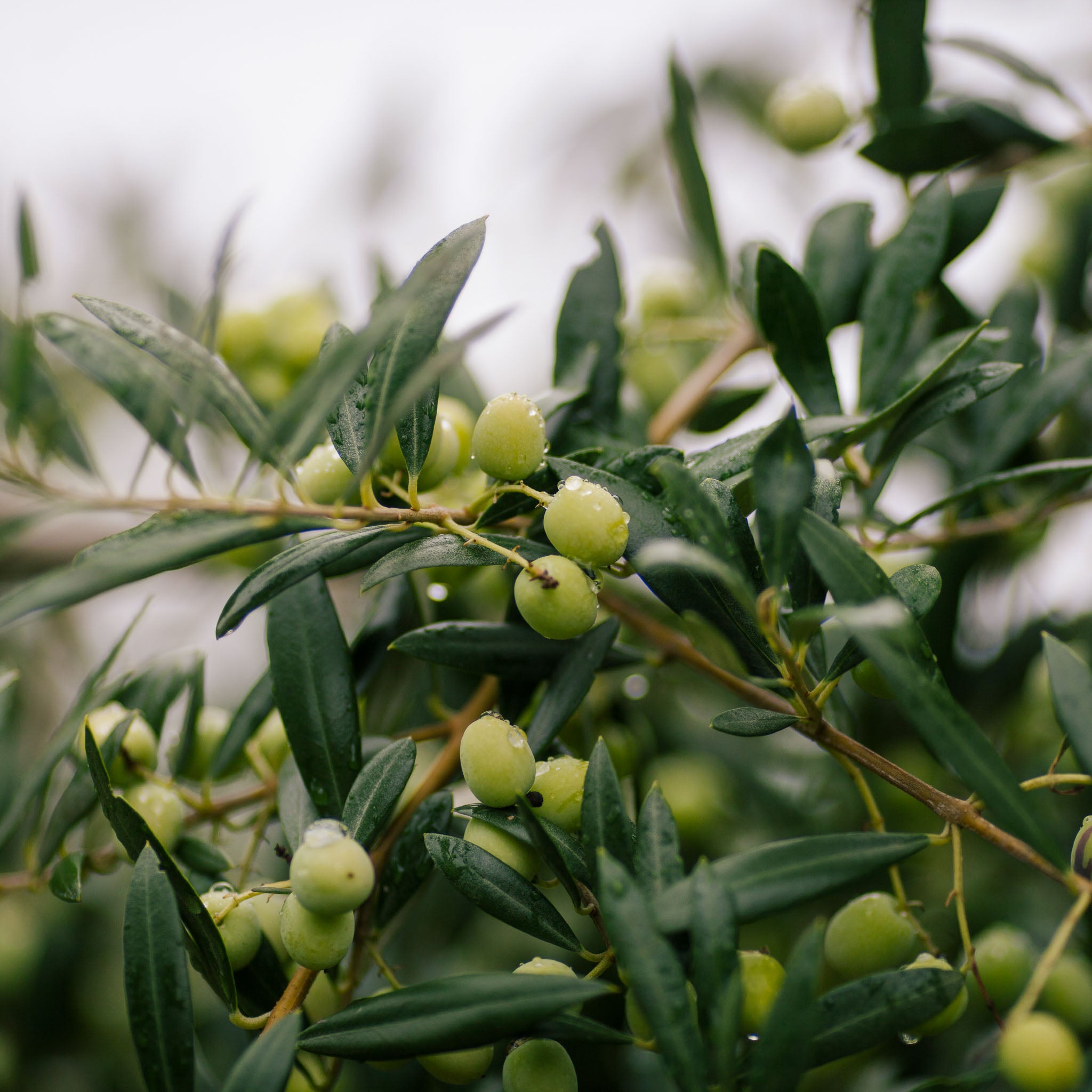 Olive 'Aglandau'