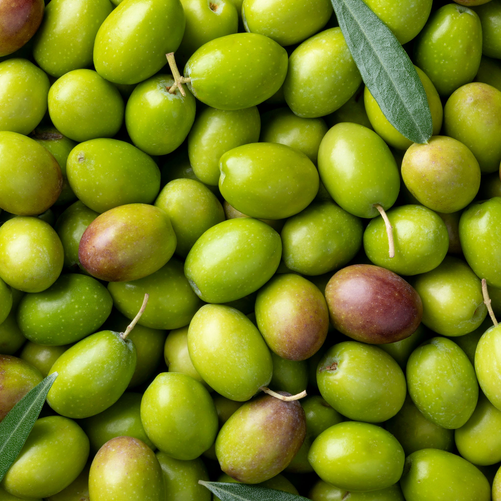 Olivenbaum