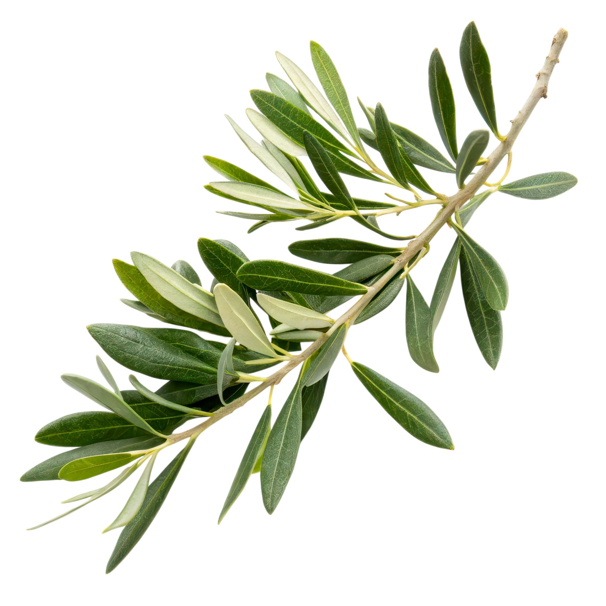 Olivenbaum