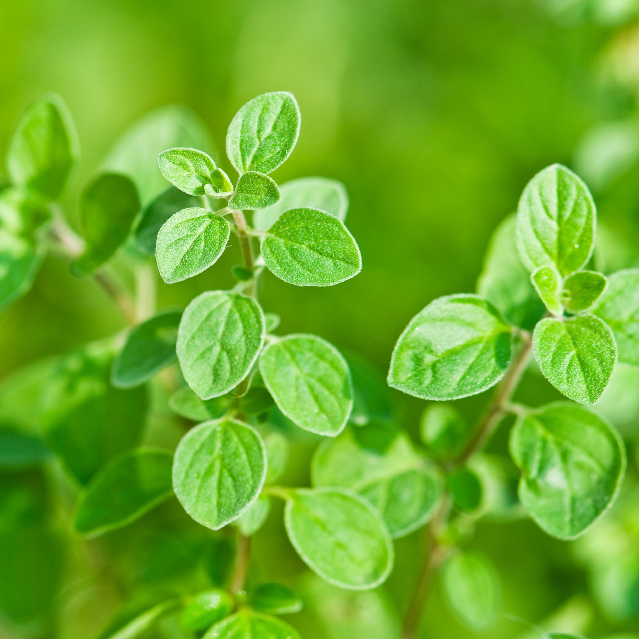 Oregano
