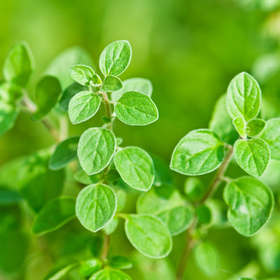 Oregano