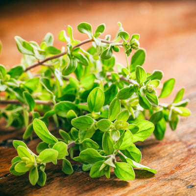 Oregano