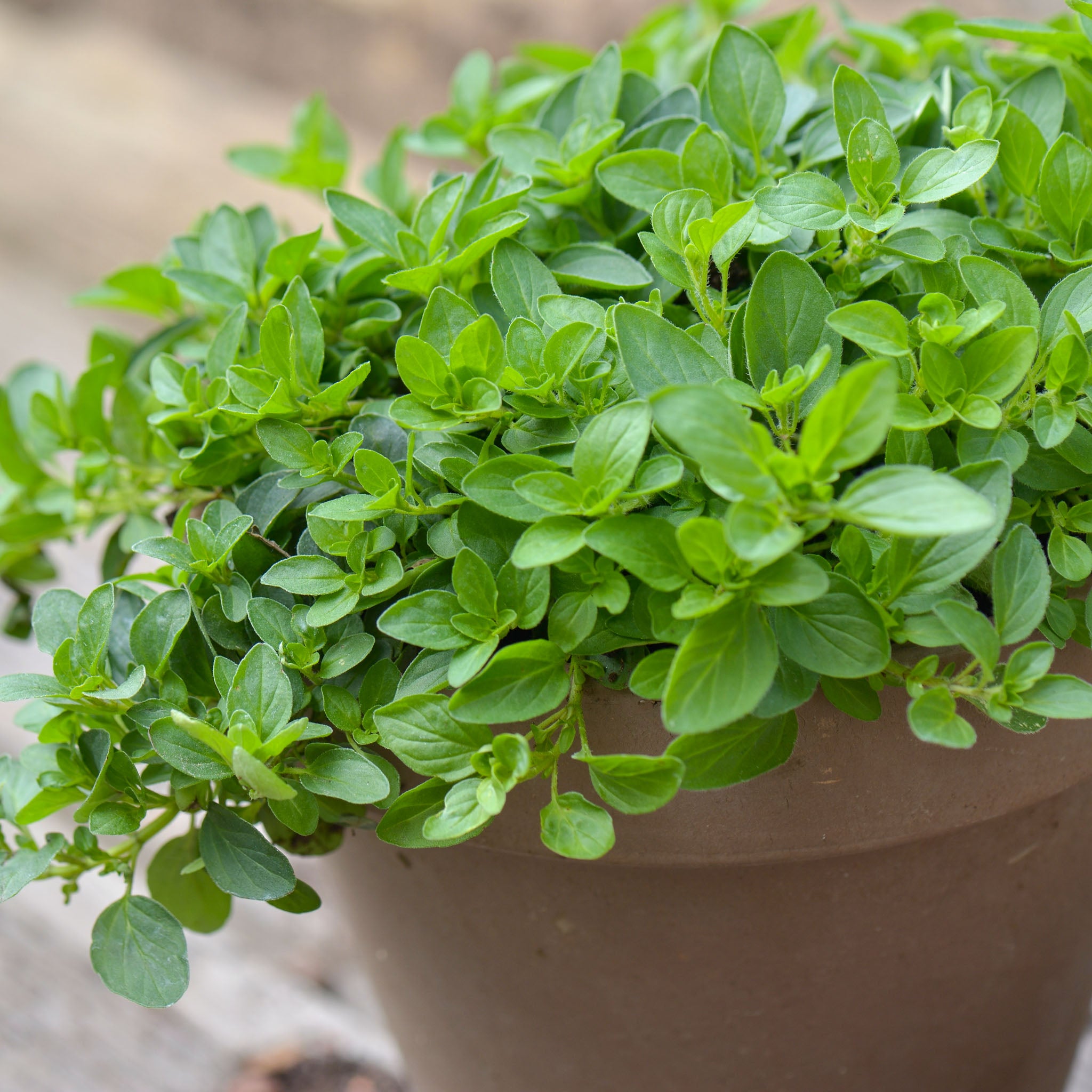 Oregano