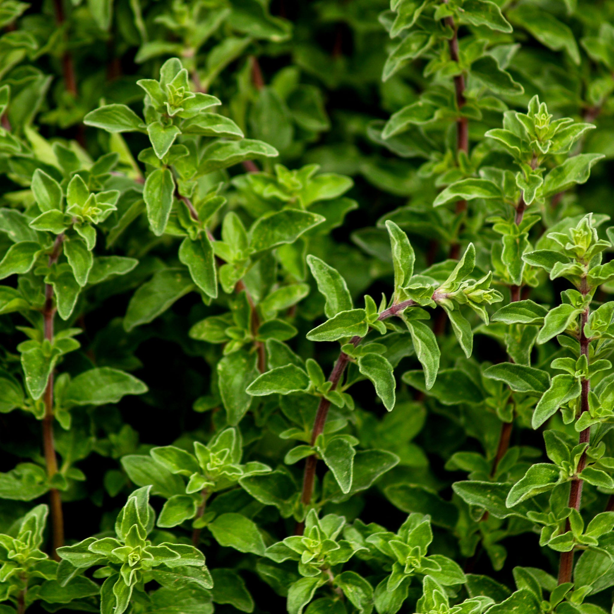 Oregano