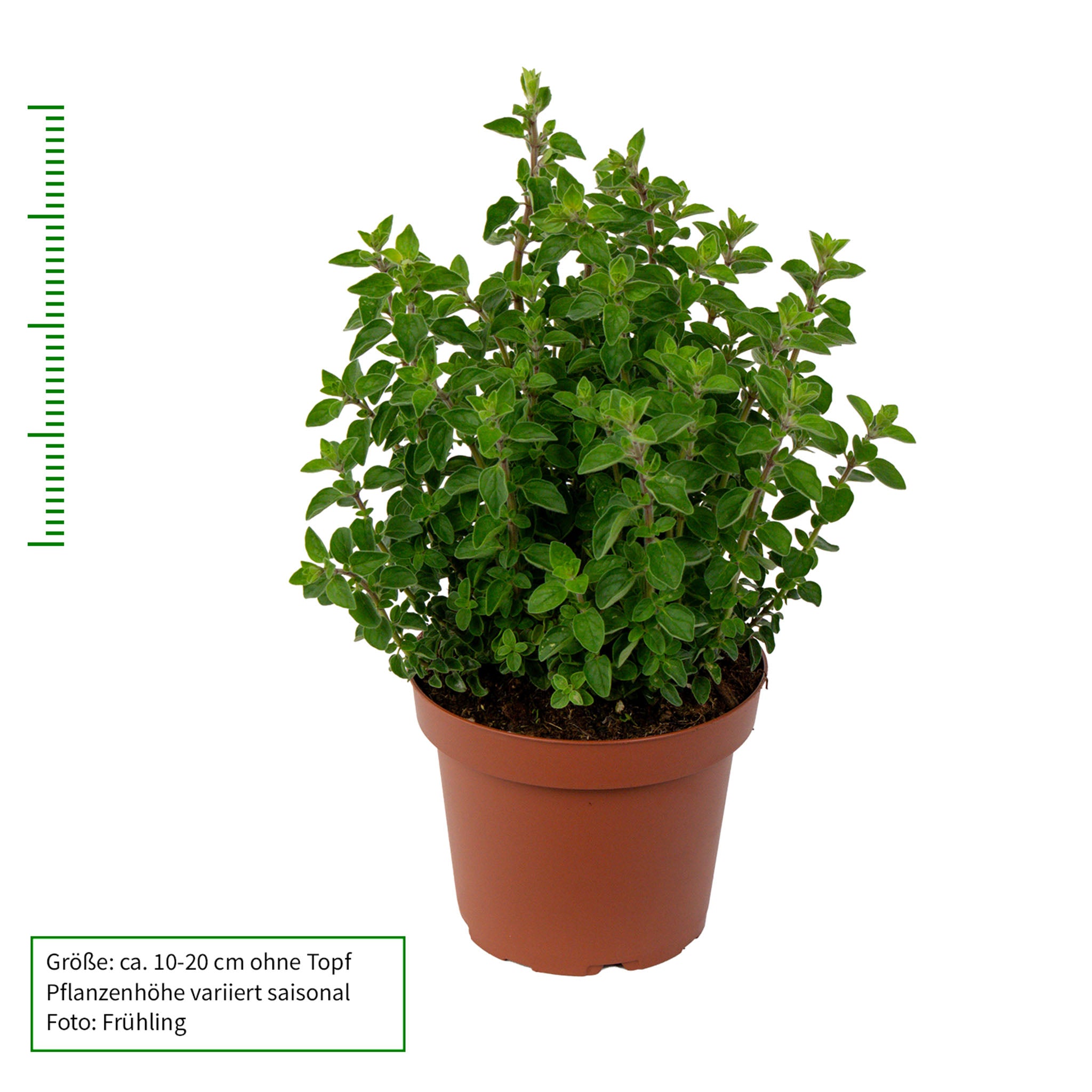 Oregano