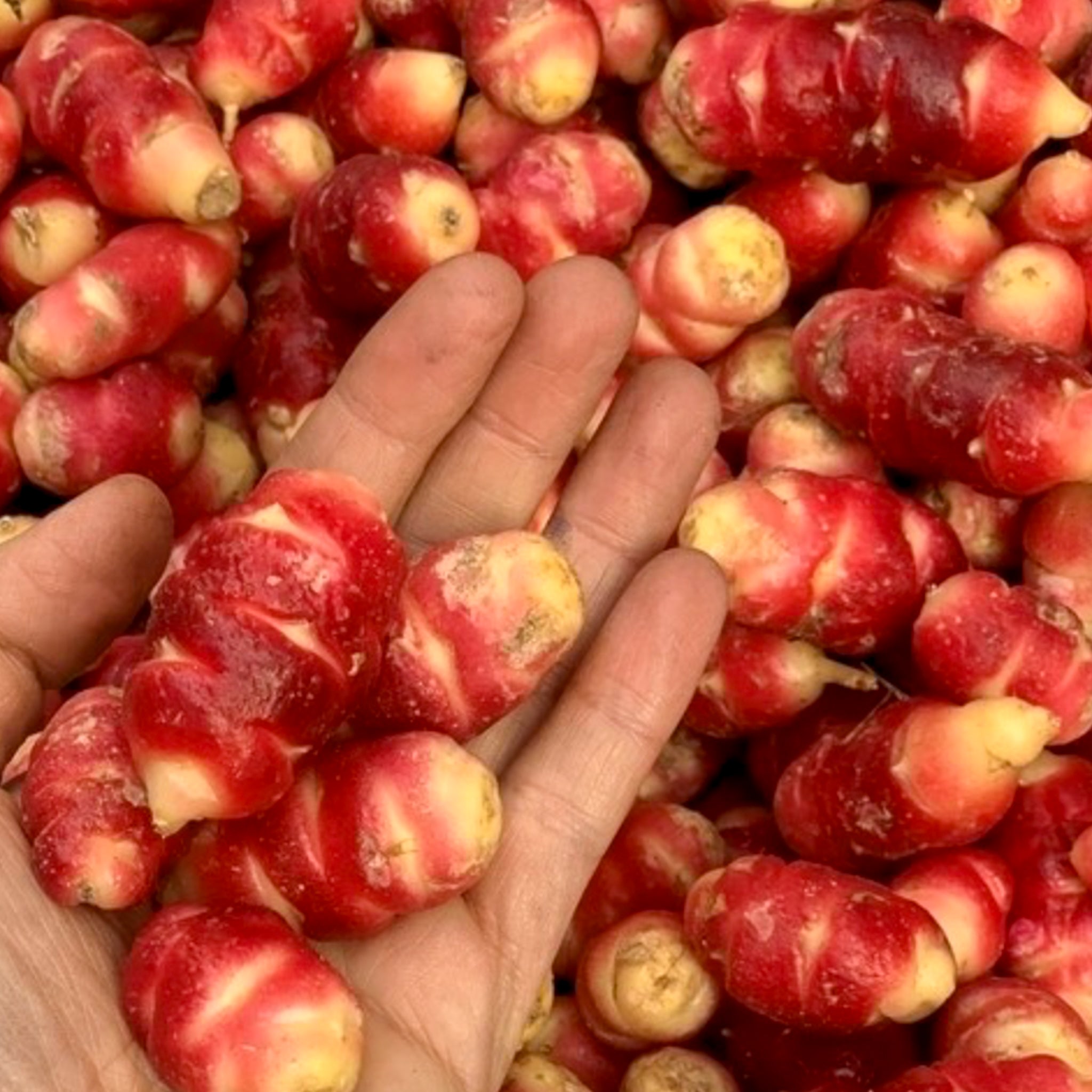 Oca 'New Zealand'