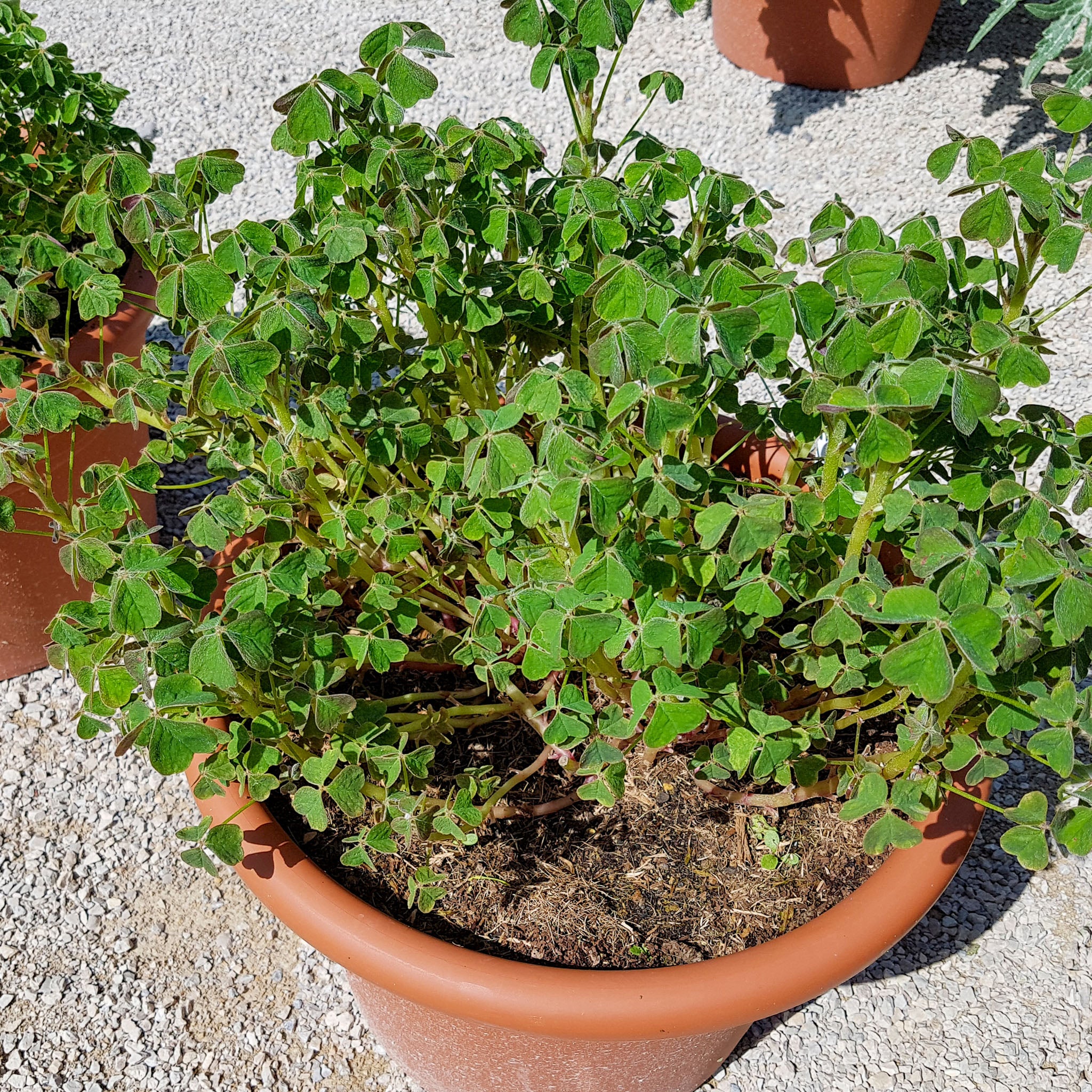 Oca 'New Zealand'