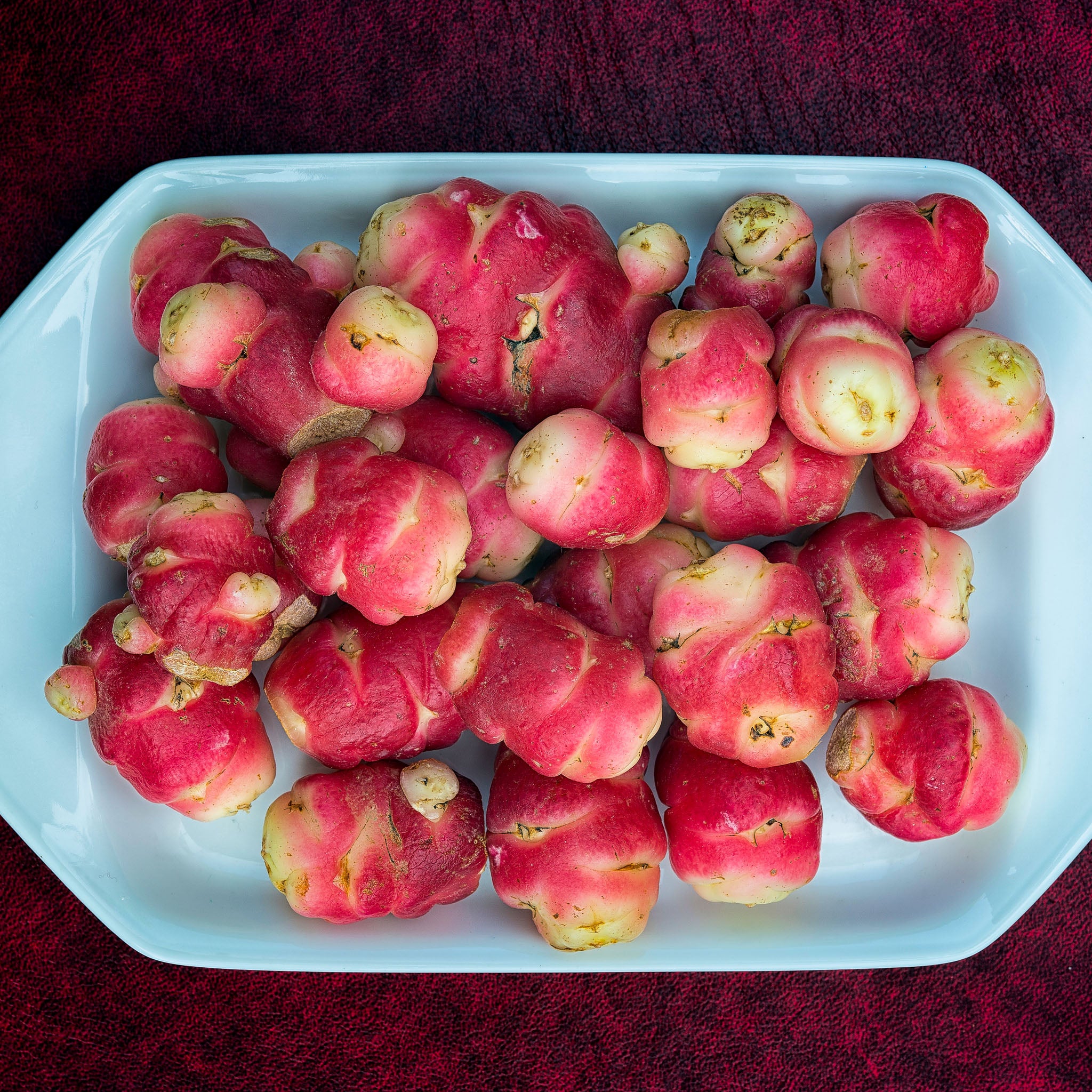 Oca 'Pink Perfection'