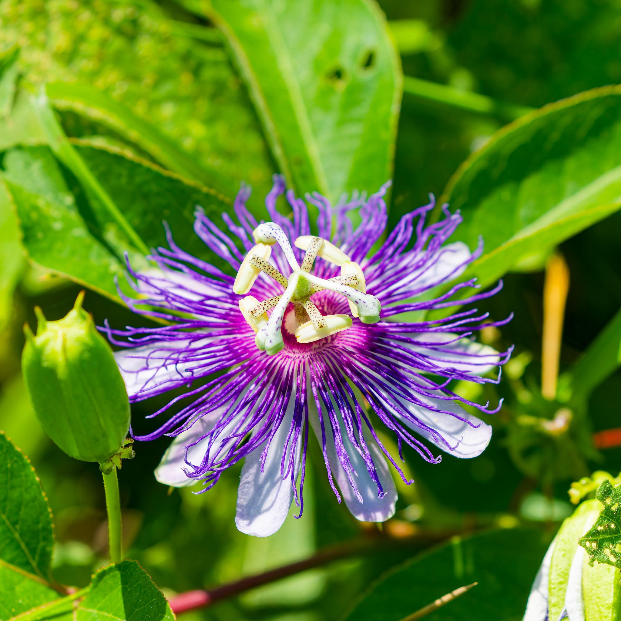 Passionsblume 'Cooltropics® Eia Popeia®'