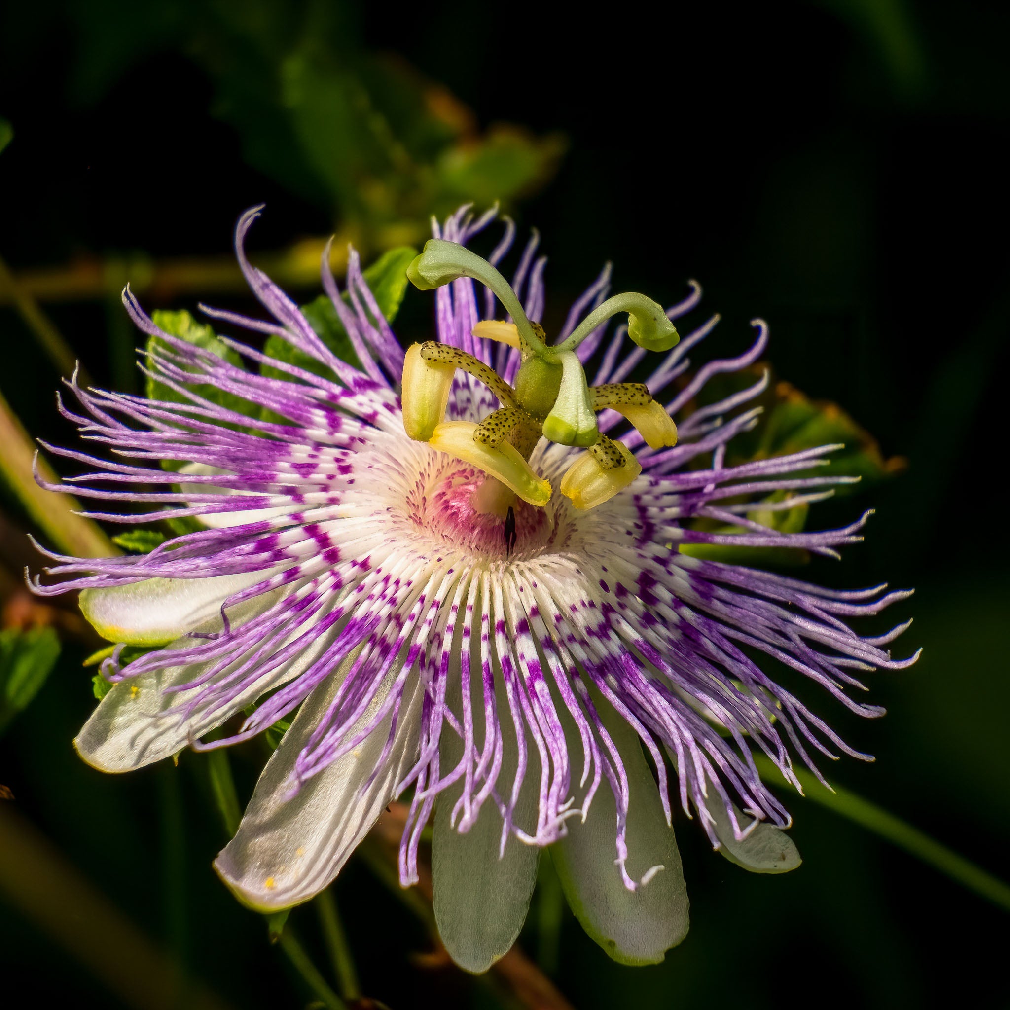 Passionsblume 'Cooltropics® Eia Popeia®'