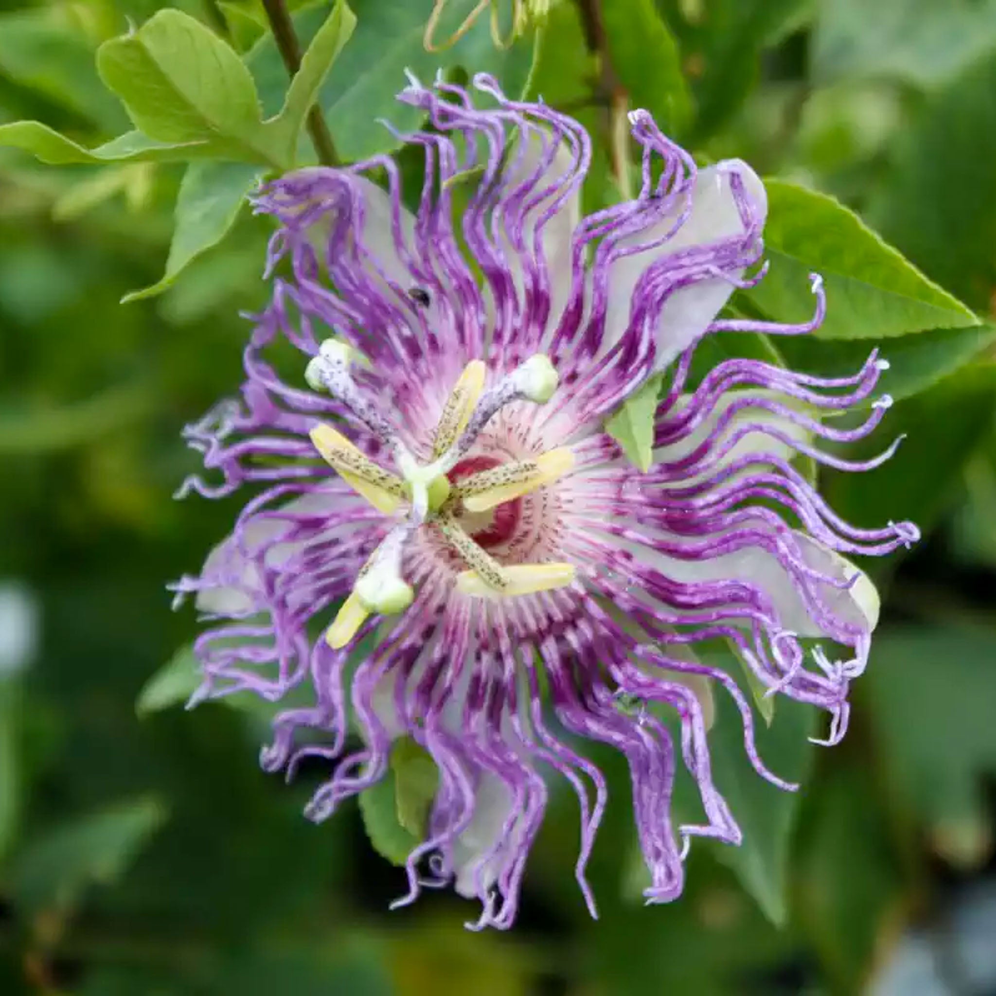Passionsblume 'Cooltropics® Eia Popeia®'