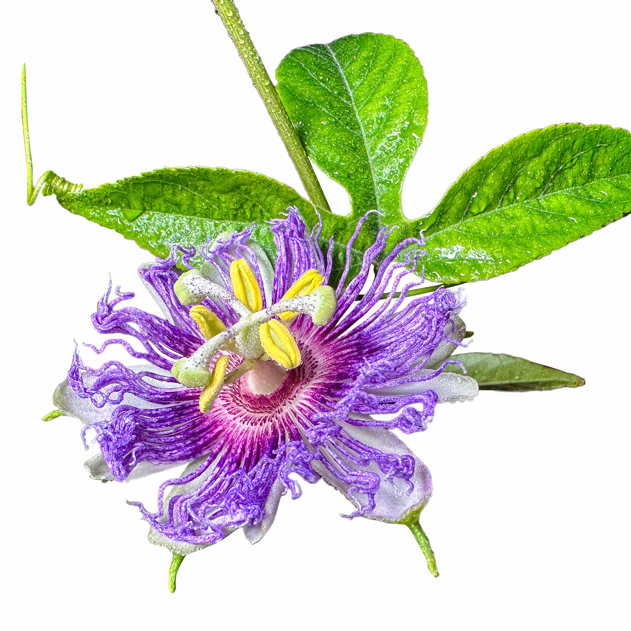 Passionsblume 'Cooltropics® Eia Popeia®'