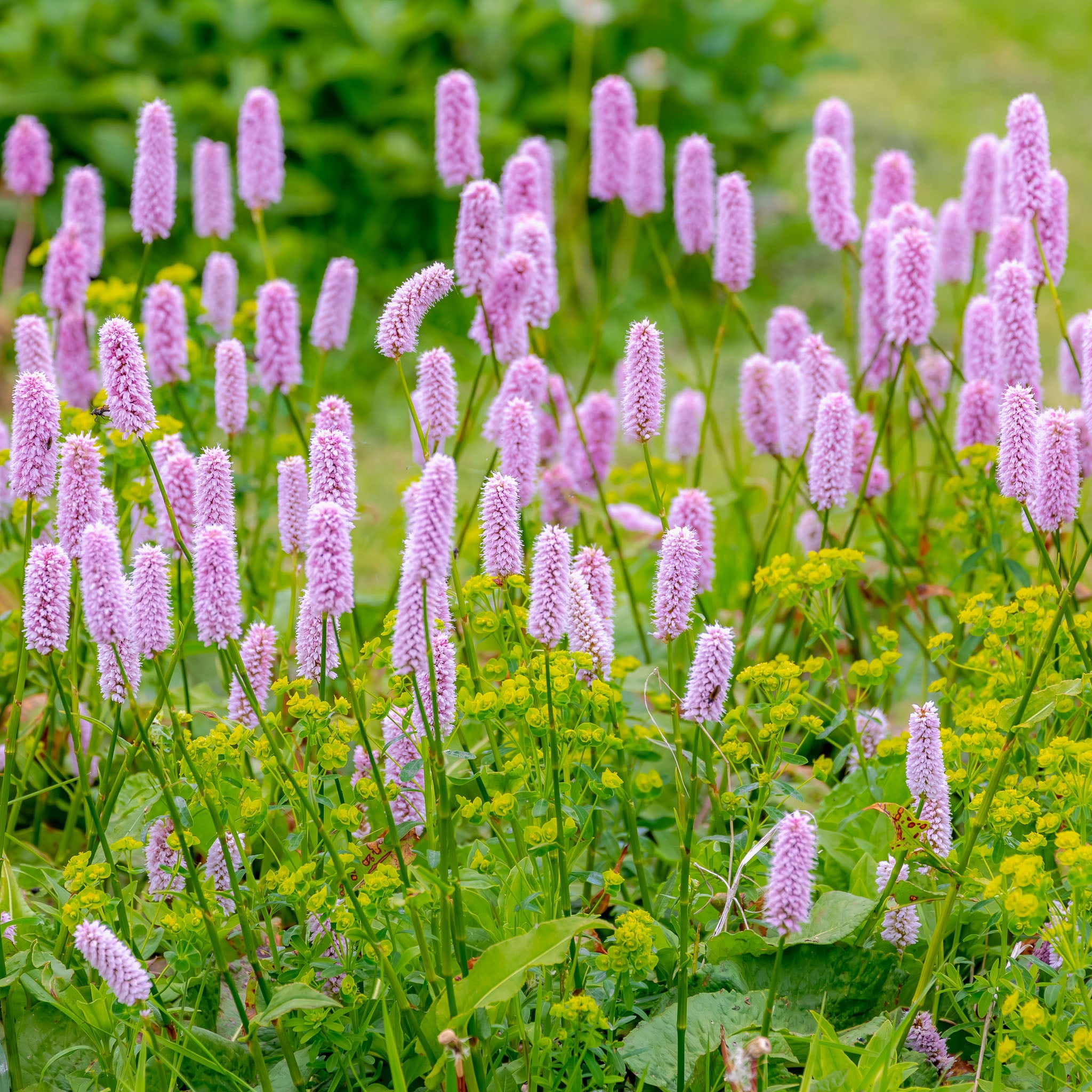 Wiesenknöterich