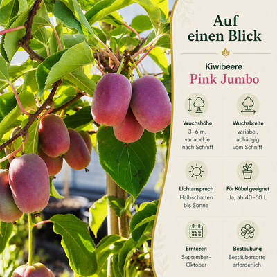 Kiwibeere 'Pink Jumbo'