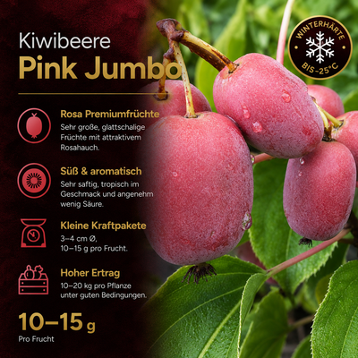 Kiwibeere 'Pink Jumbo'