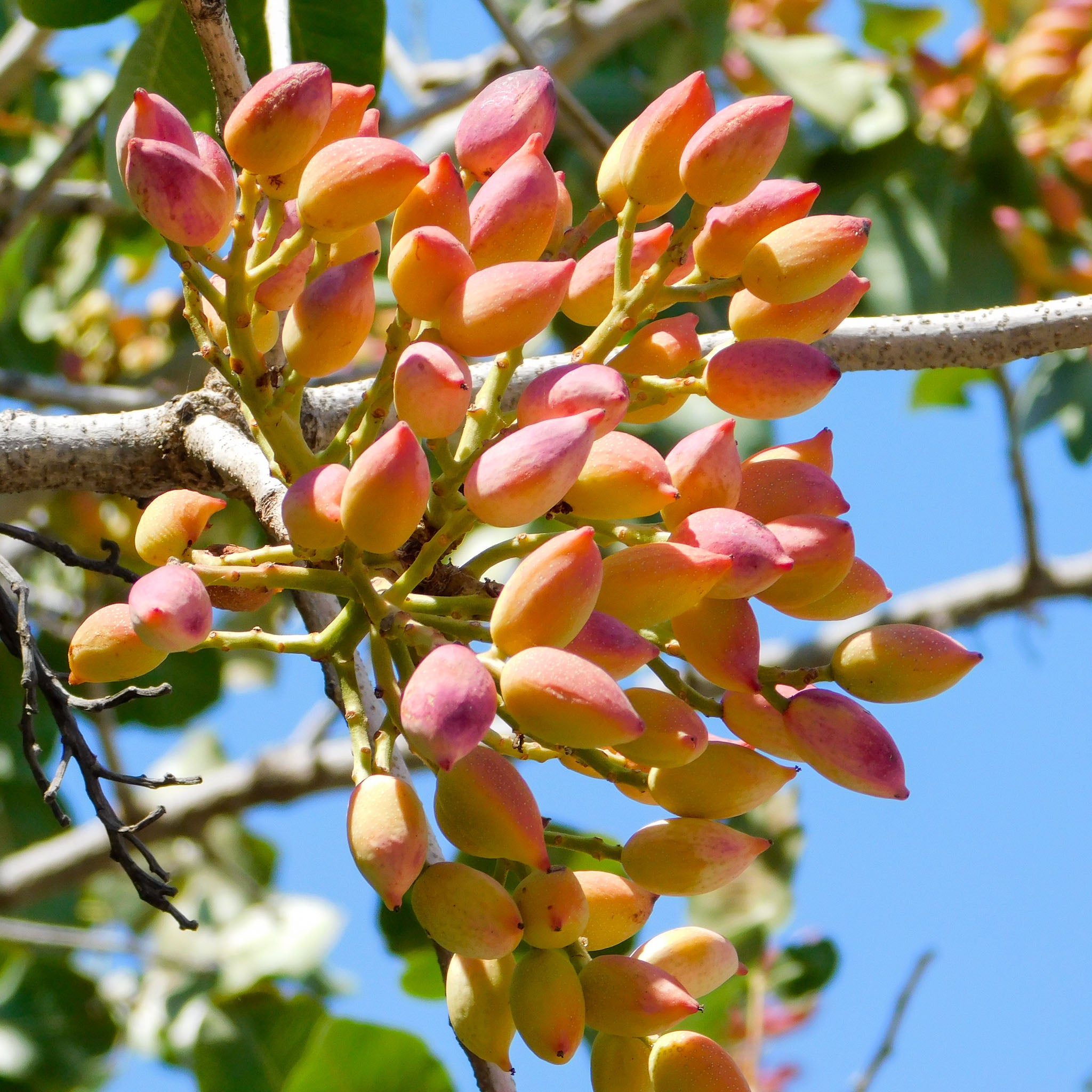 Pistazie 'Aegina'