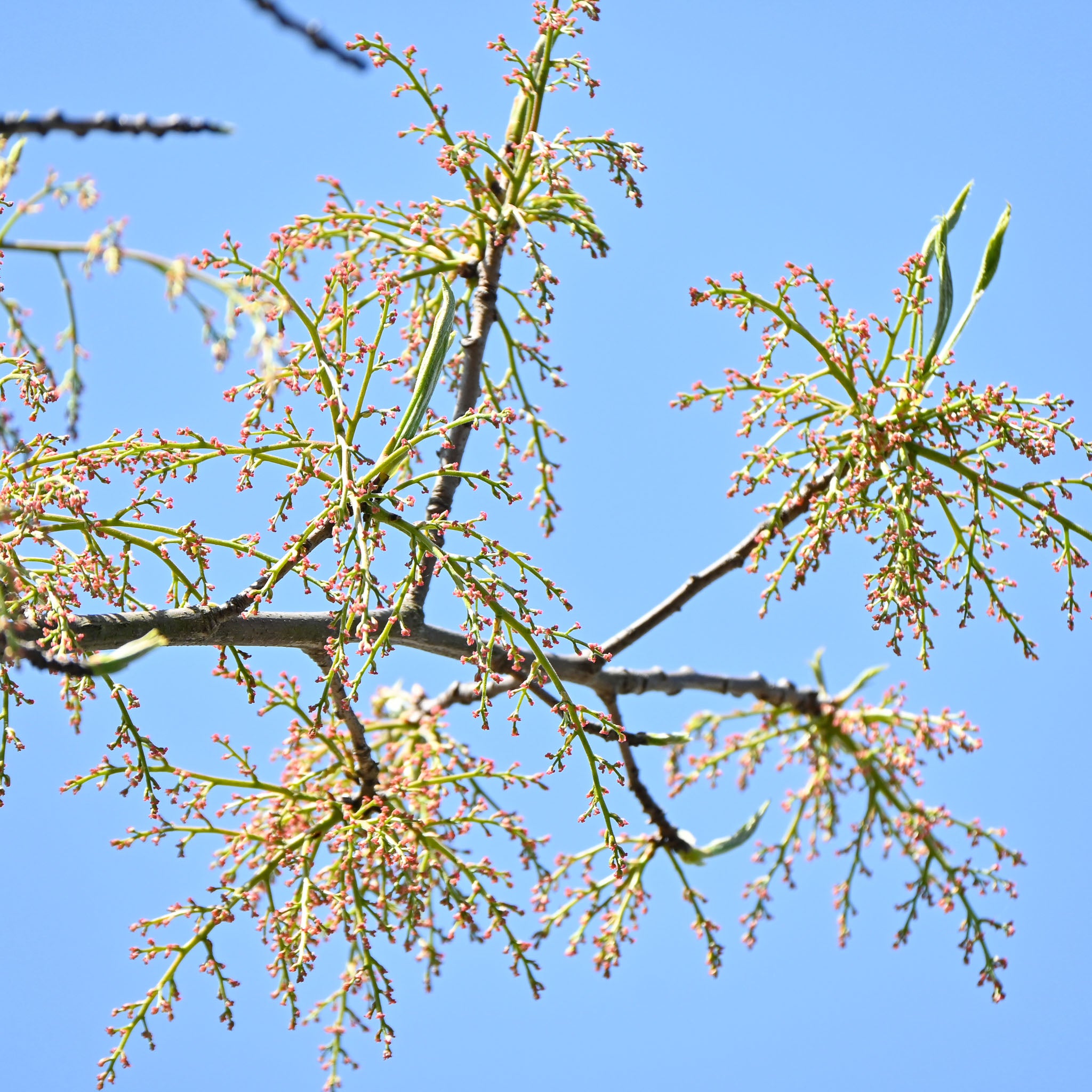 Pistazie Bestäuber 'Egino'